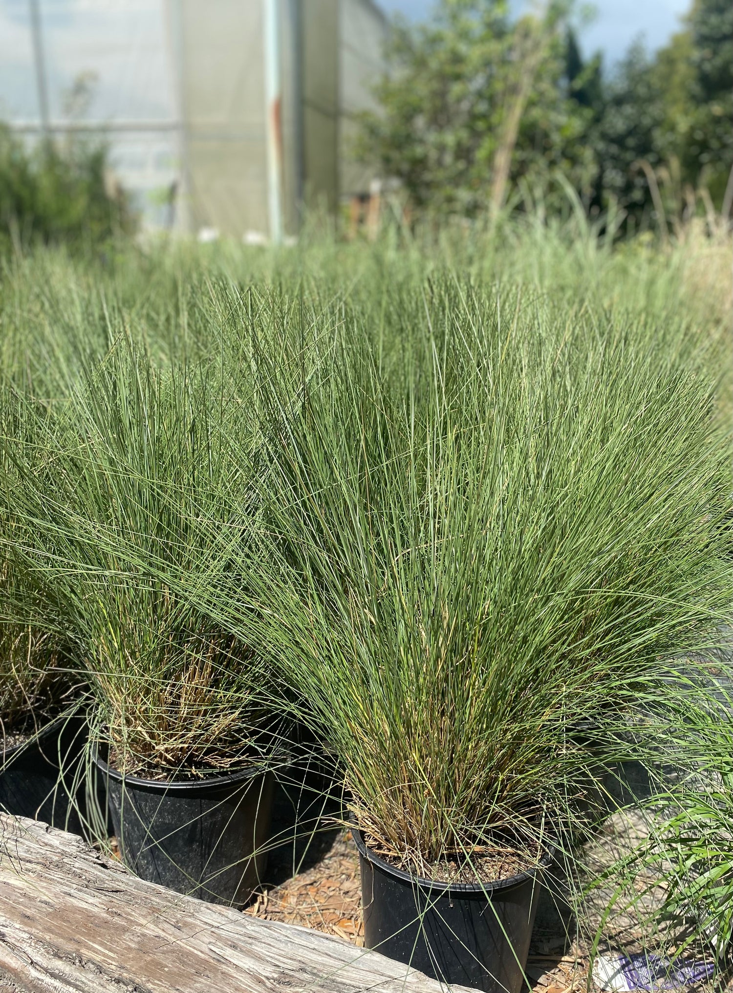 Muhly Grass