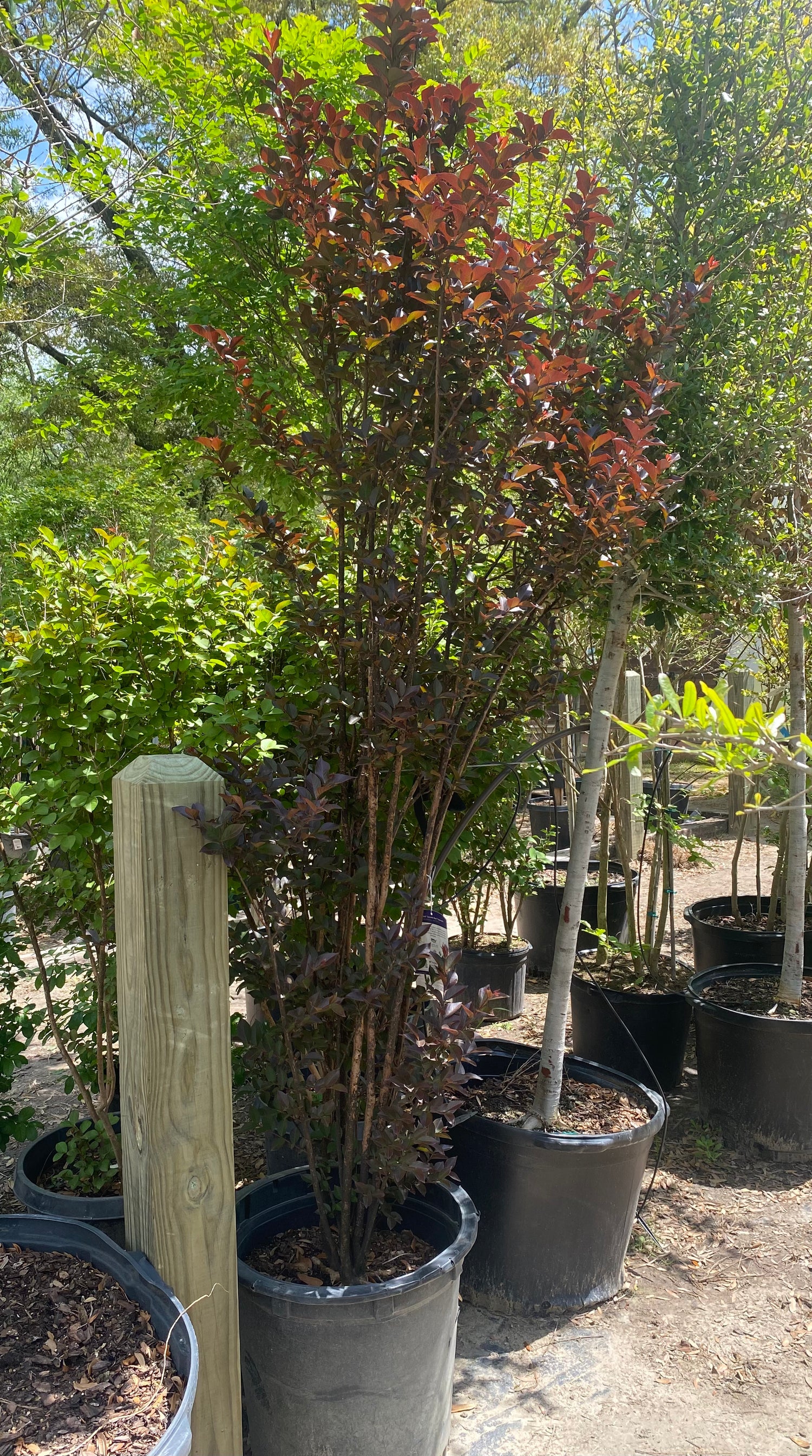 Thunderstruck Lavender Blast Crapemyrtle