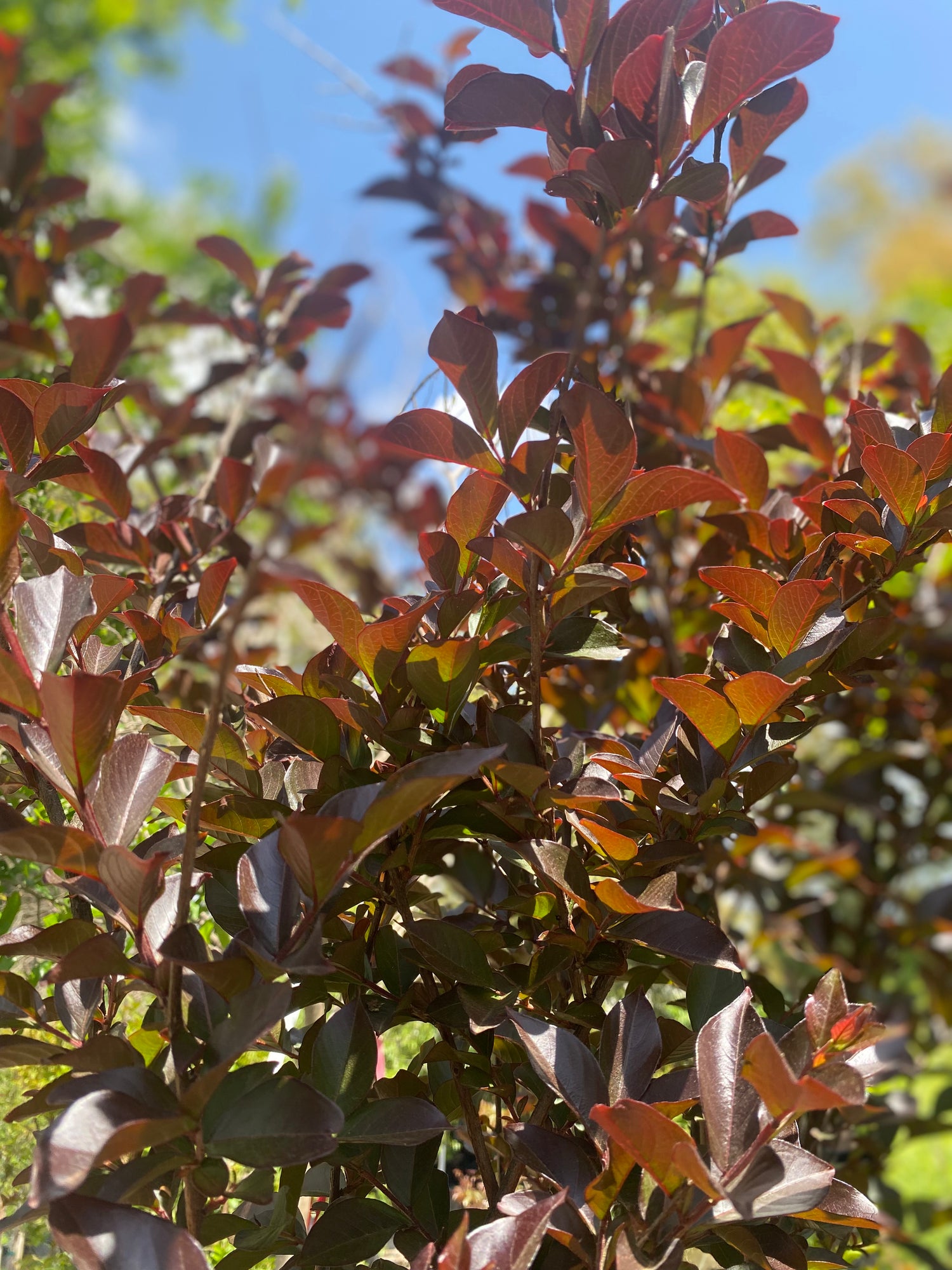 Thunderstruck Lavender Blast Crapemyrtle