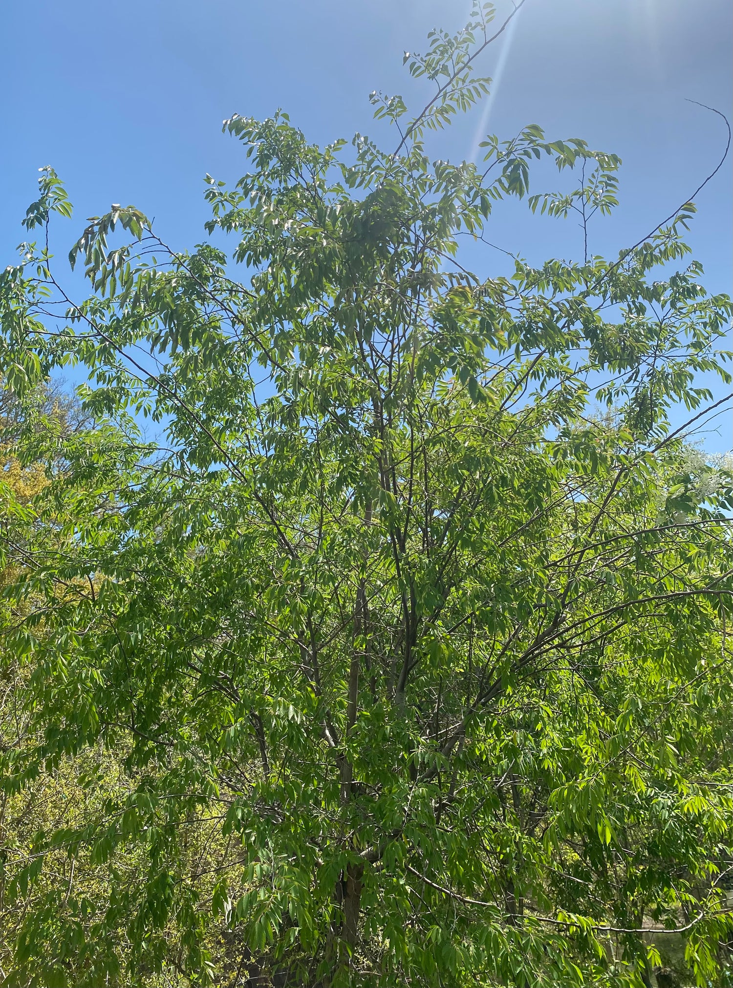 Drake Elm