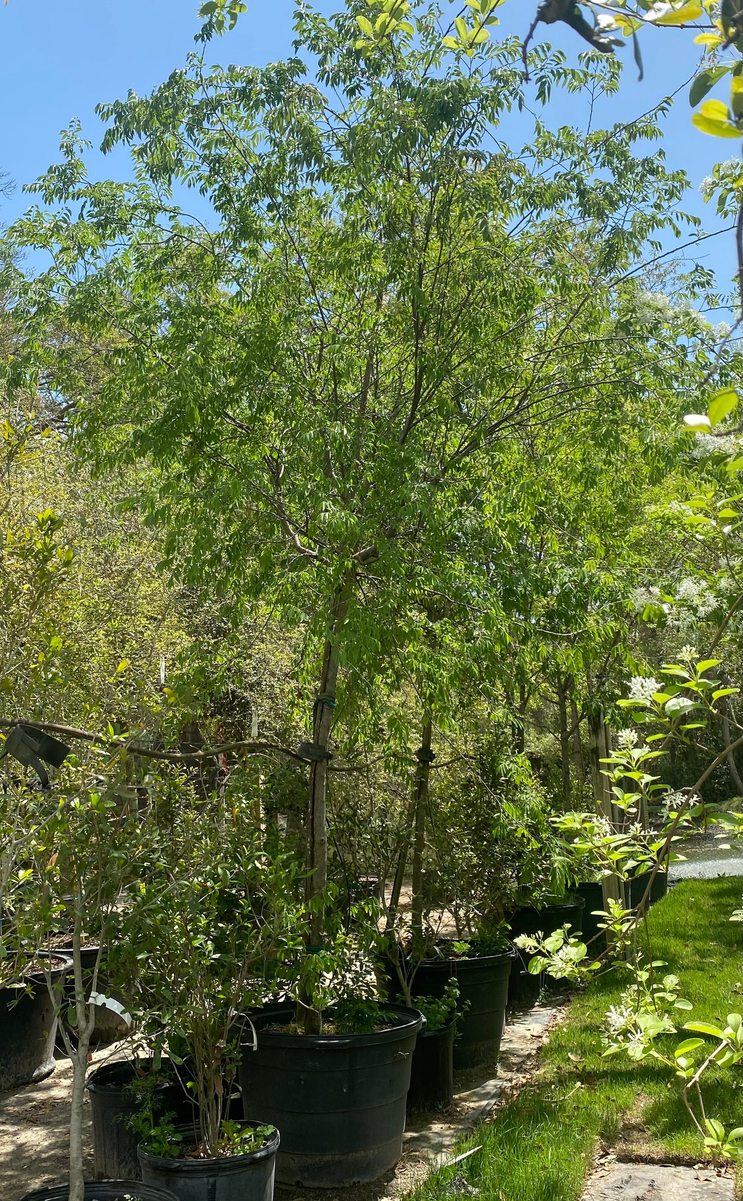 Drake Elm