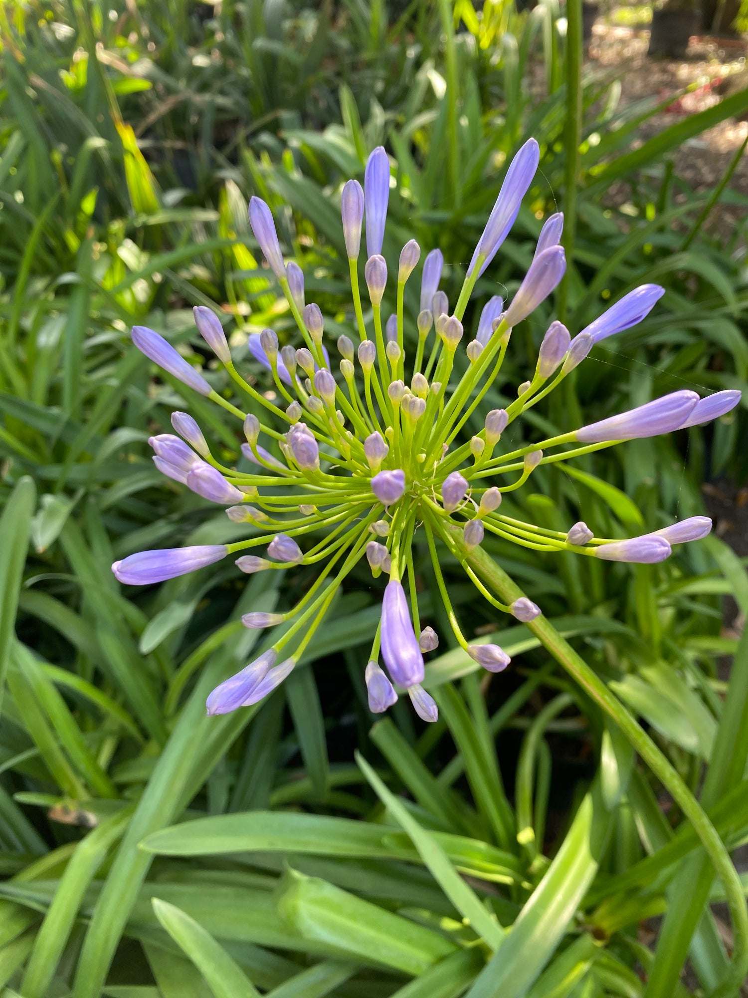 Agapanthus (Lily of the Nile)