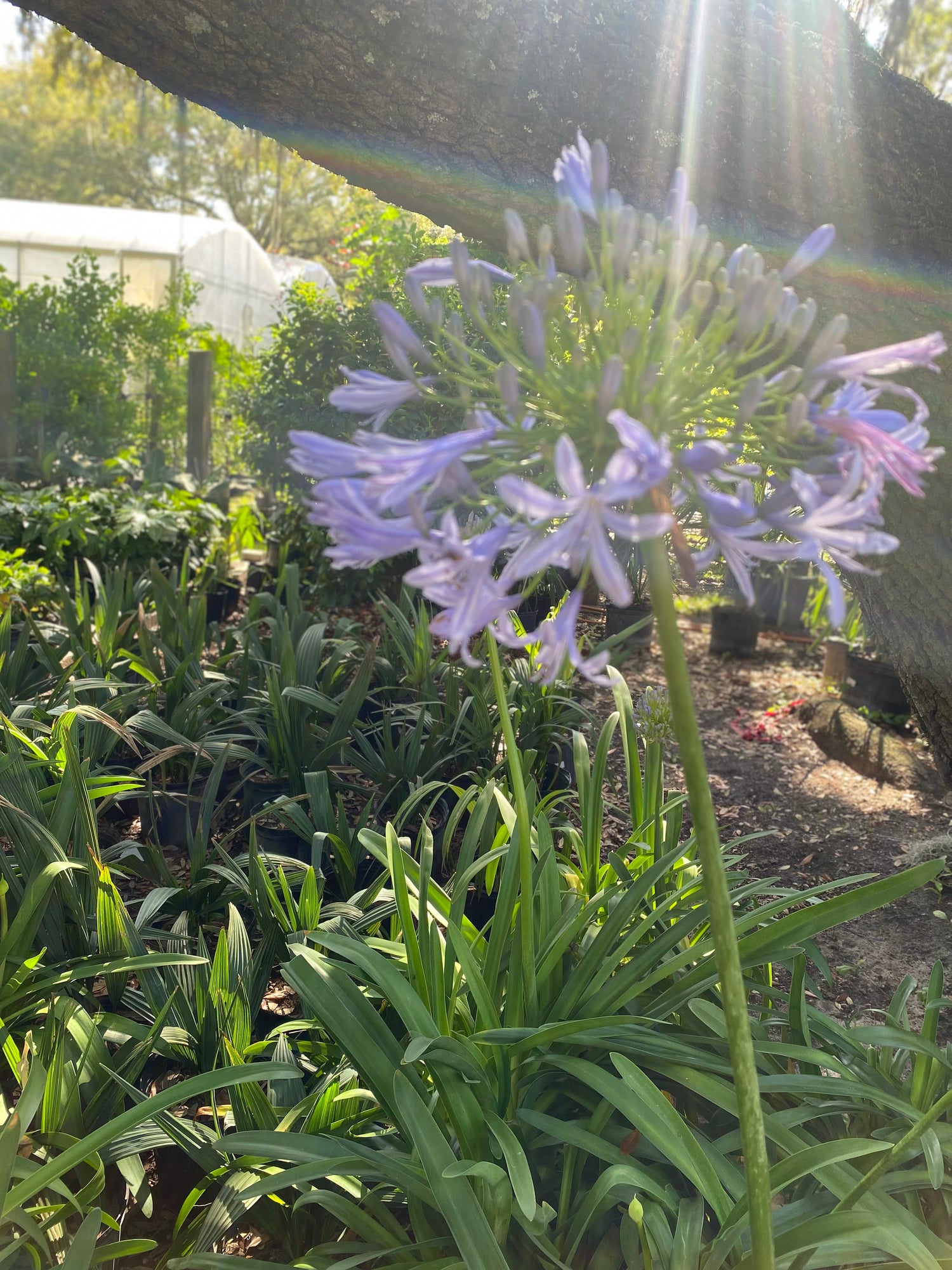 Agapanthus (Lily of the Nile)