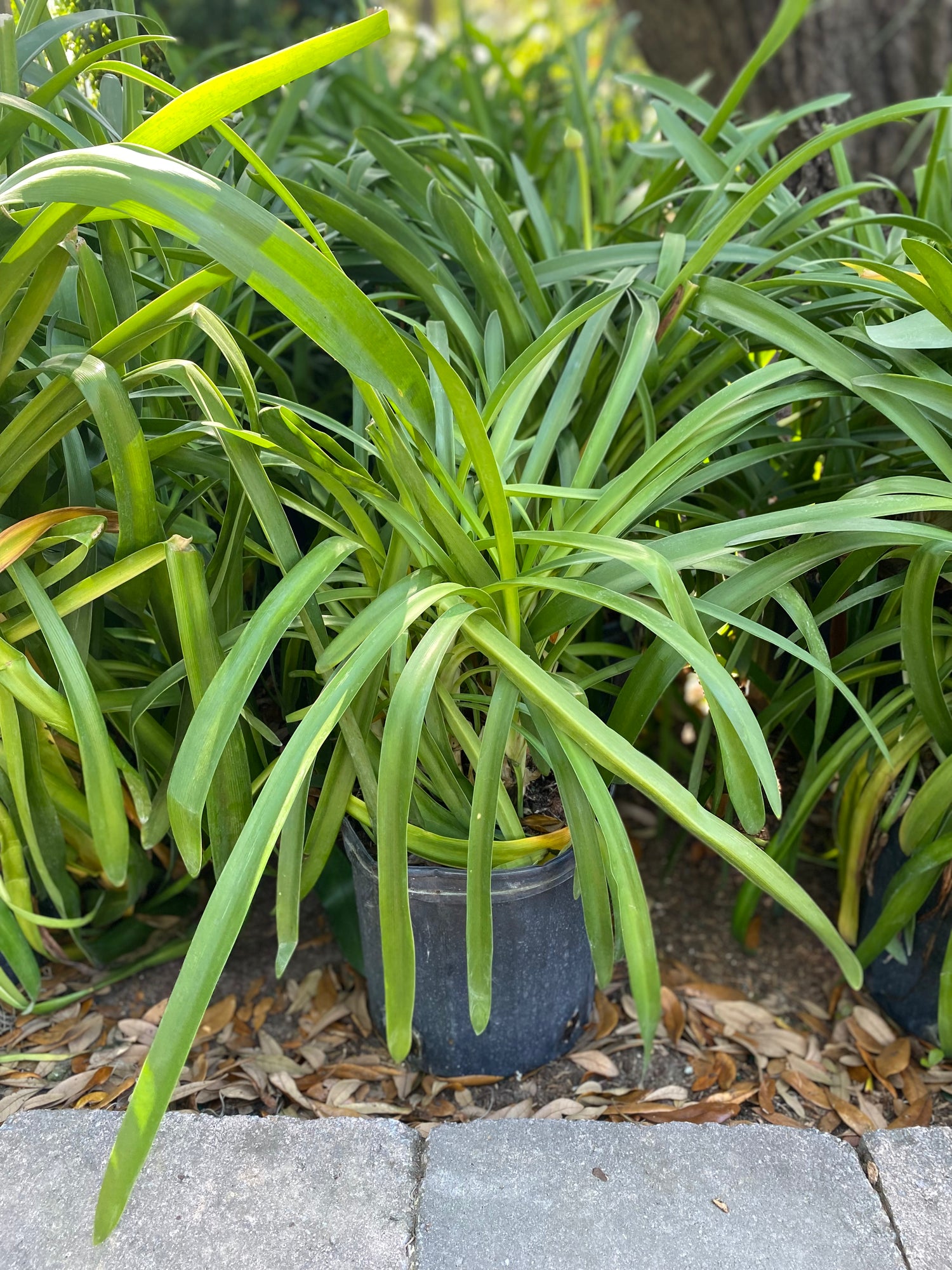 Agapanthus (Lily of the Nile)