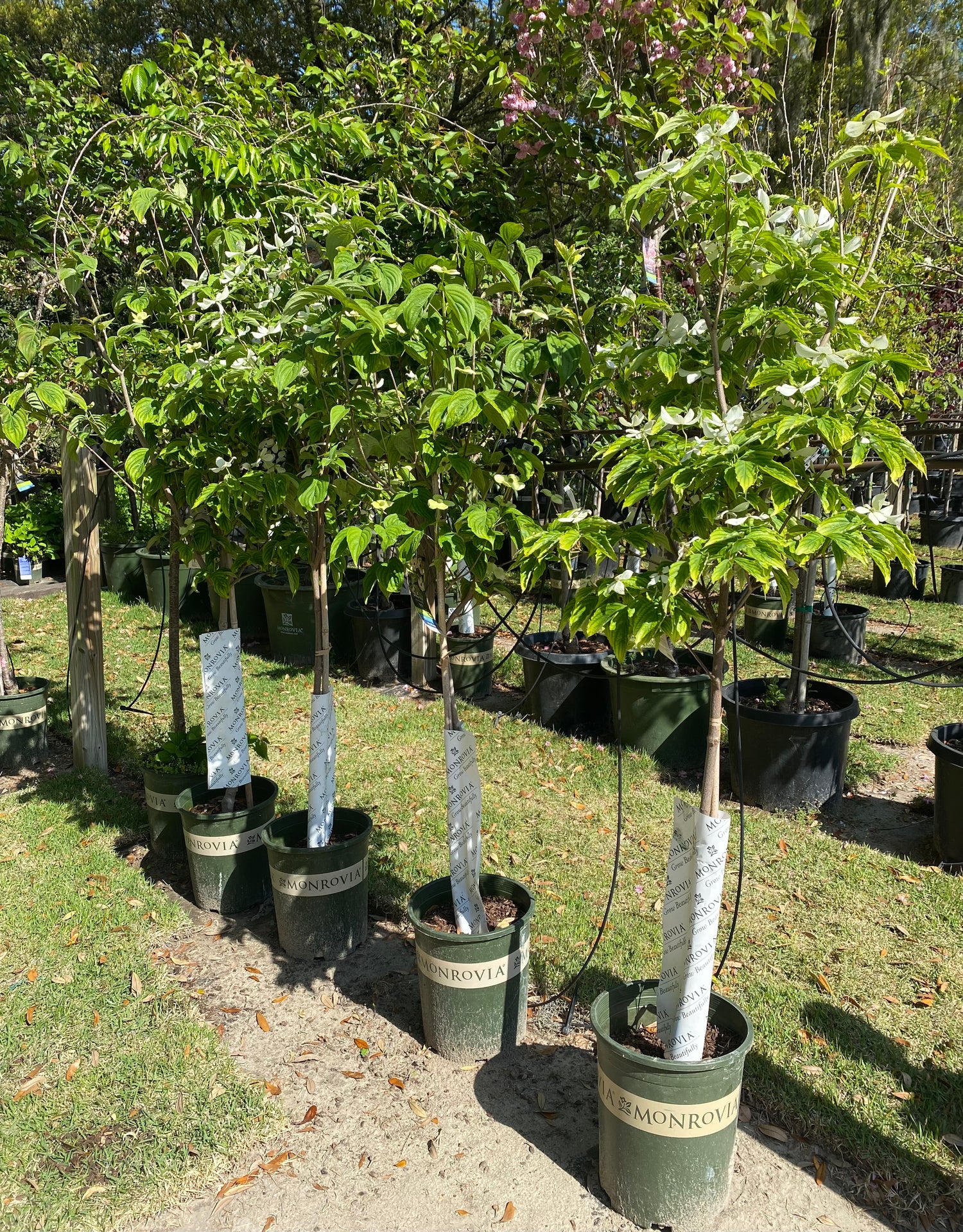 Hyperion Dogwood