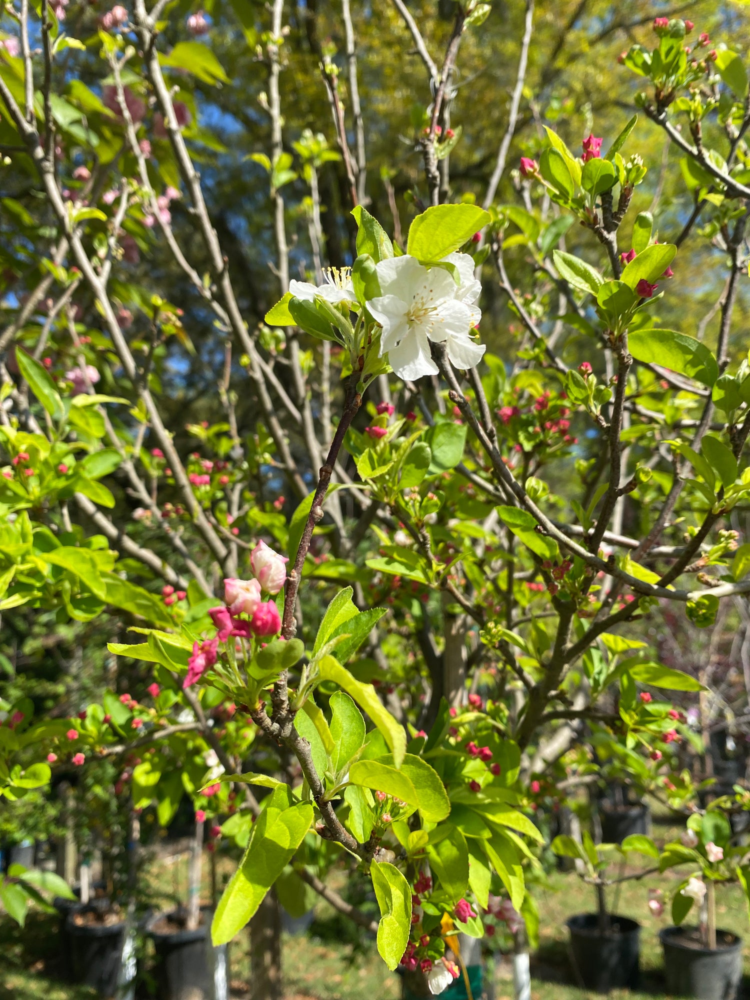 Dwarf Crabapple - Malus Lollizam