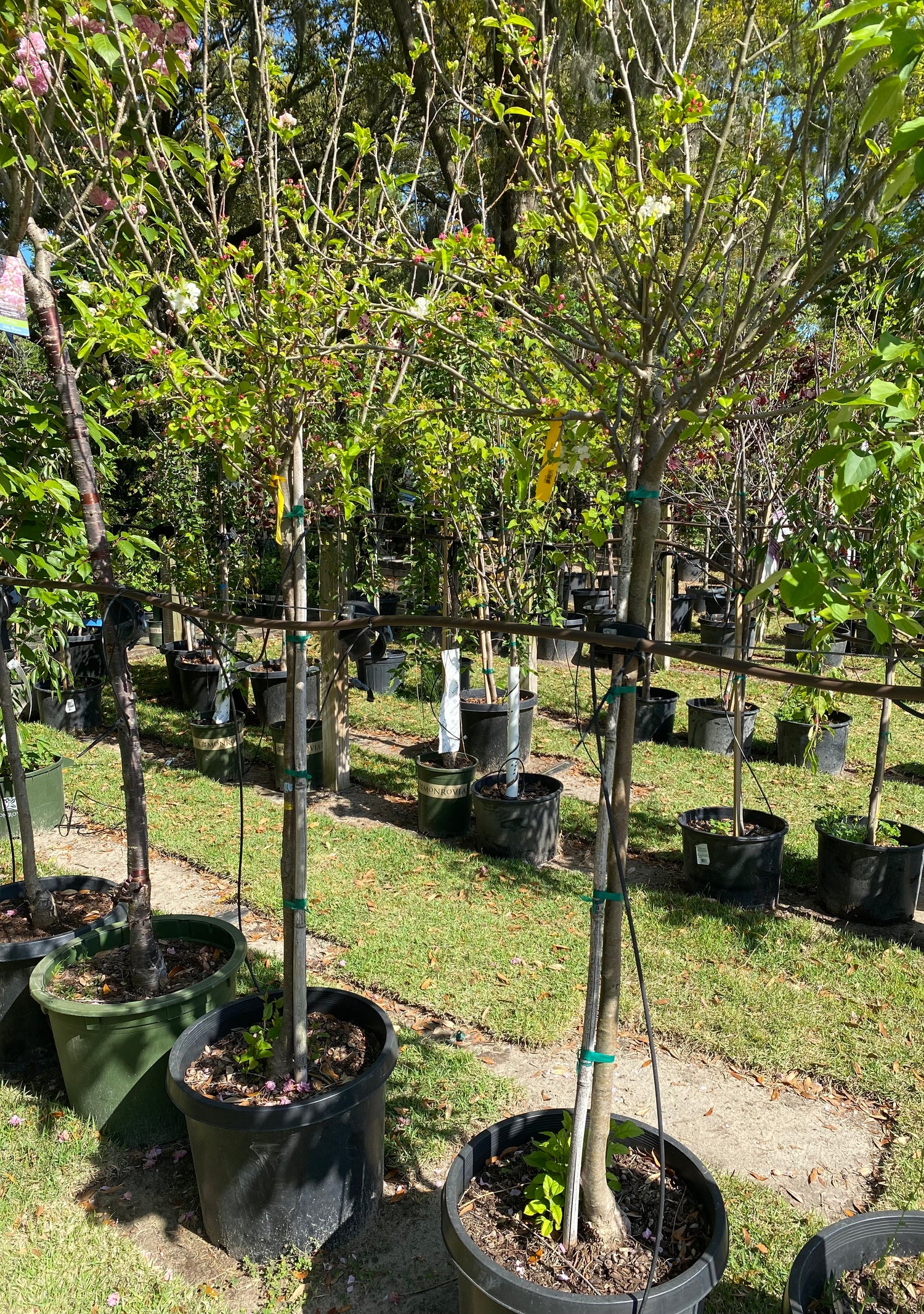 Dwarf Crabapple - Malus Lollizam
