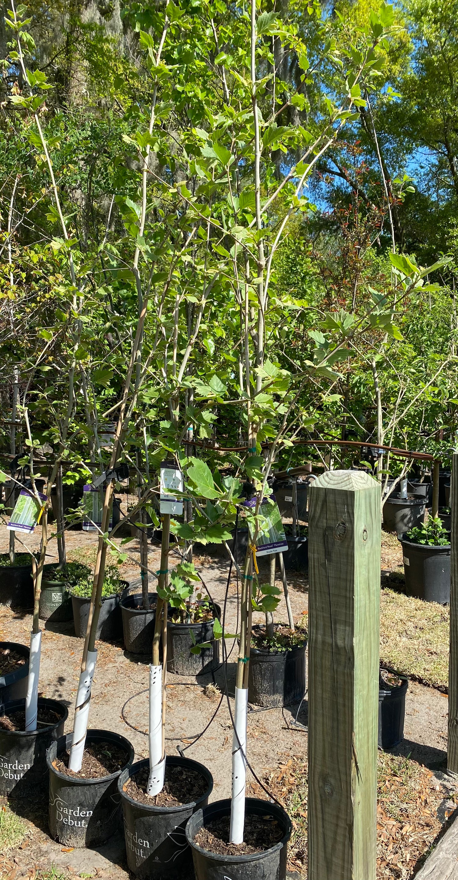 Rockford Road Planetree