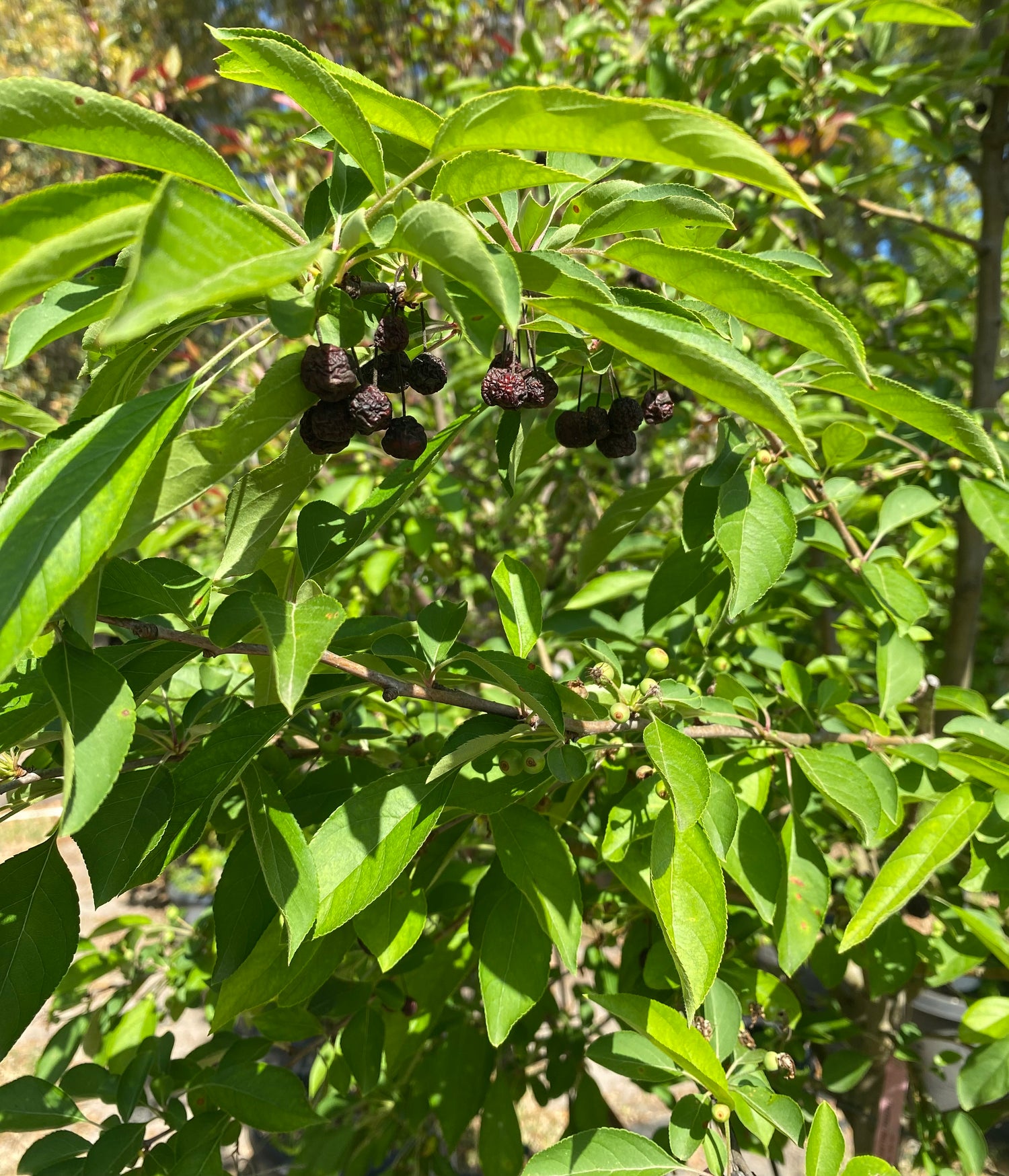 Sugar Tyme Crabapple