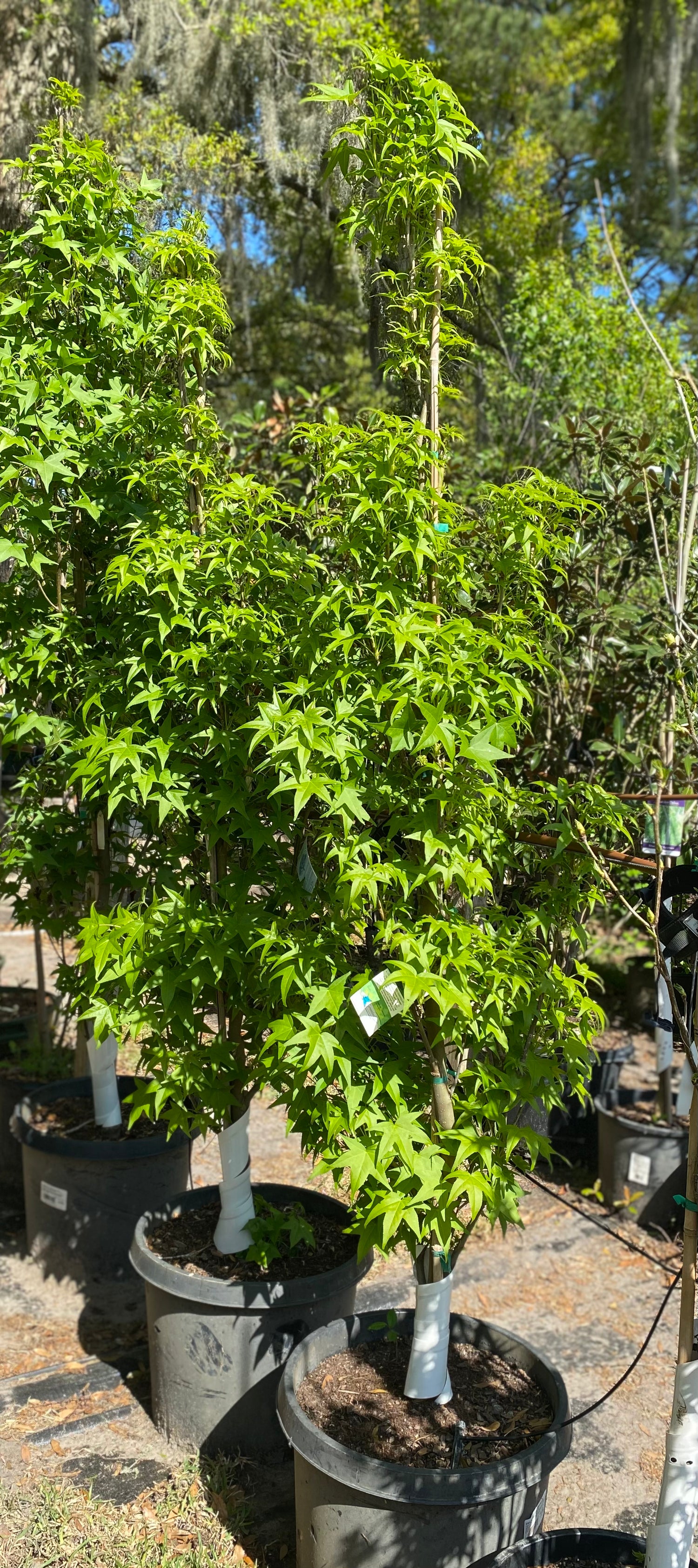 Slender Silhouette Sweet Gum