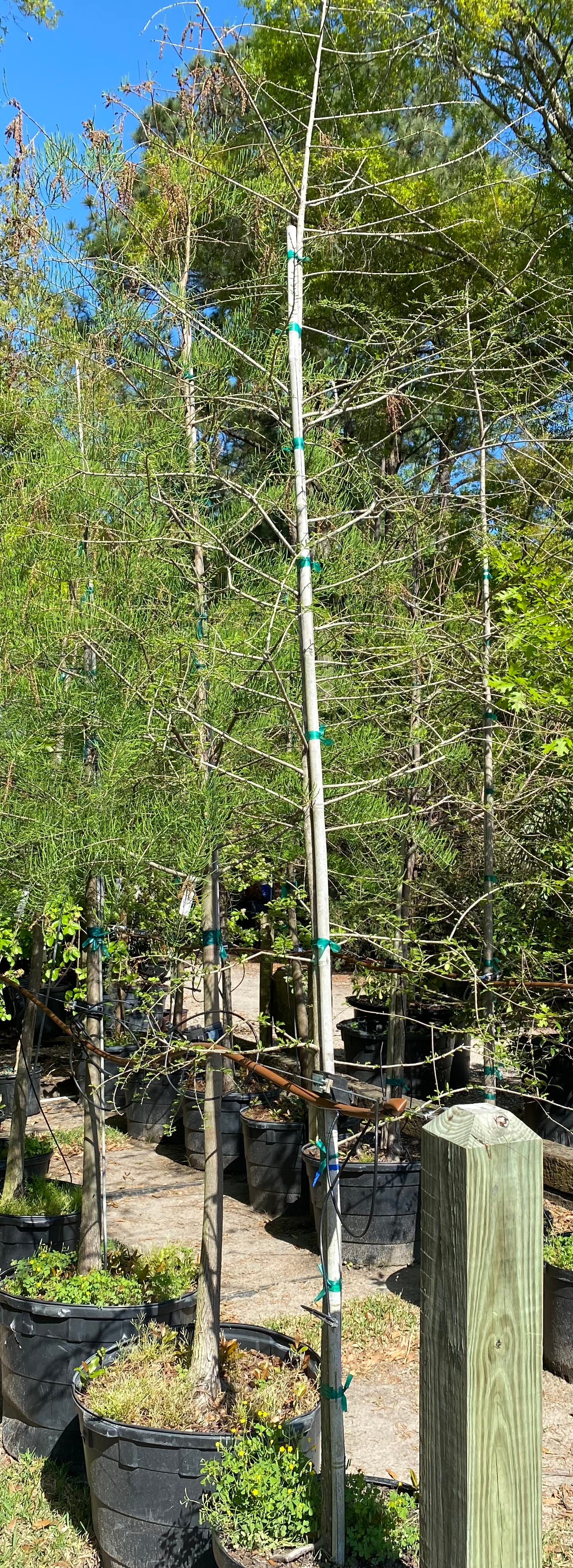 Pond Cypress