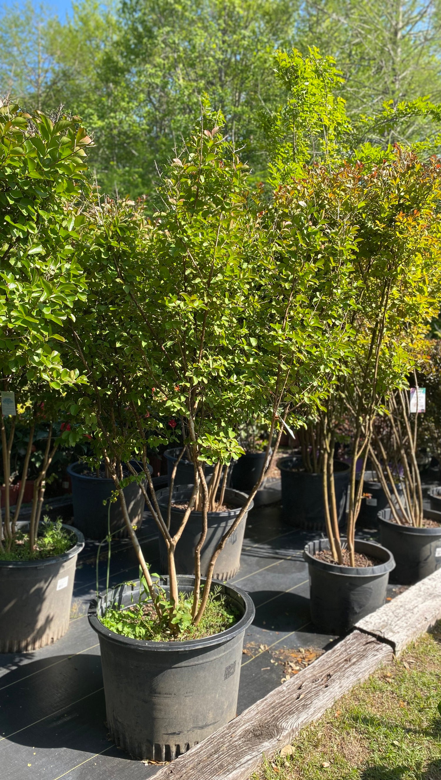 Dynamite Crapemyrtle