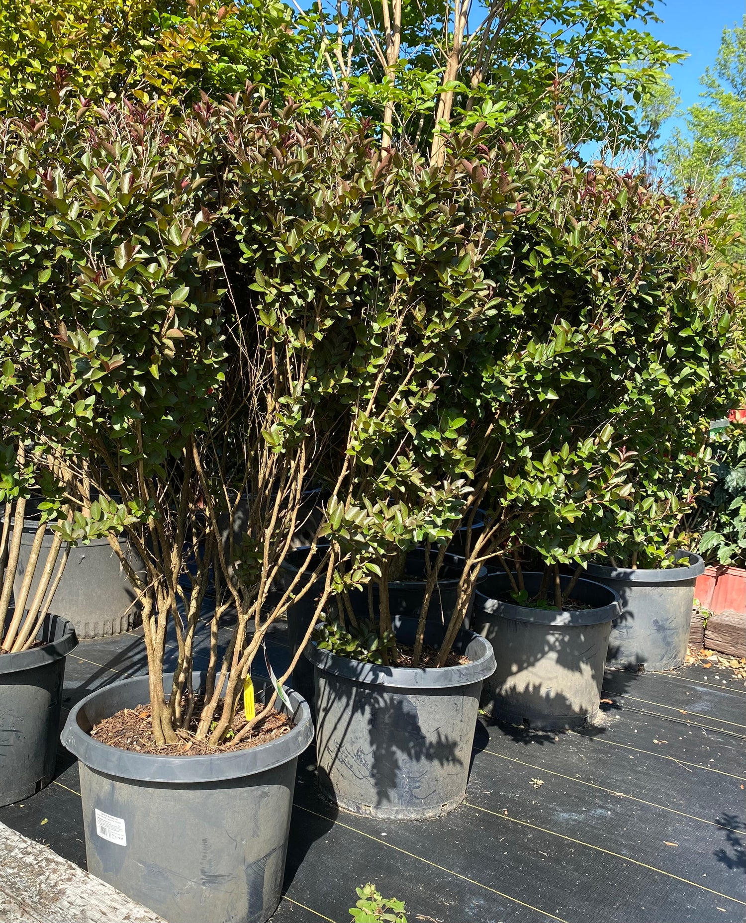 Double Feature Crapemyrtle