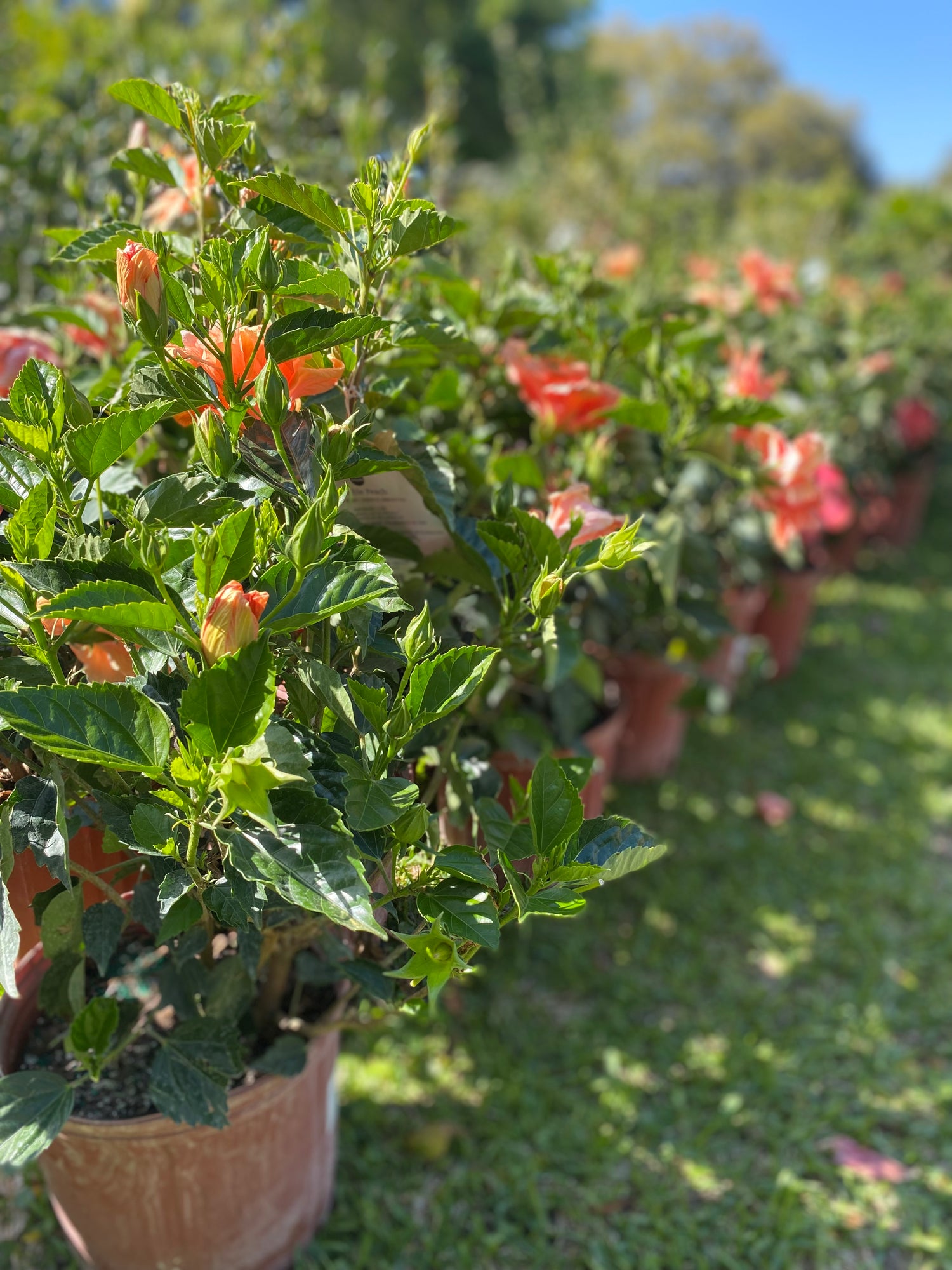 Double Peach Hibiscus Bush