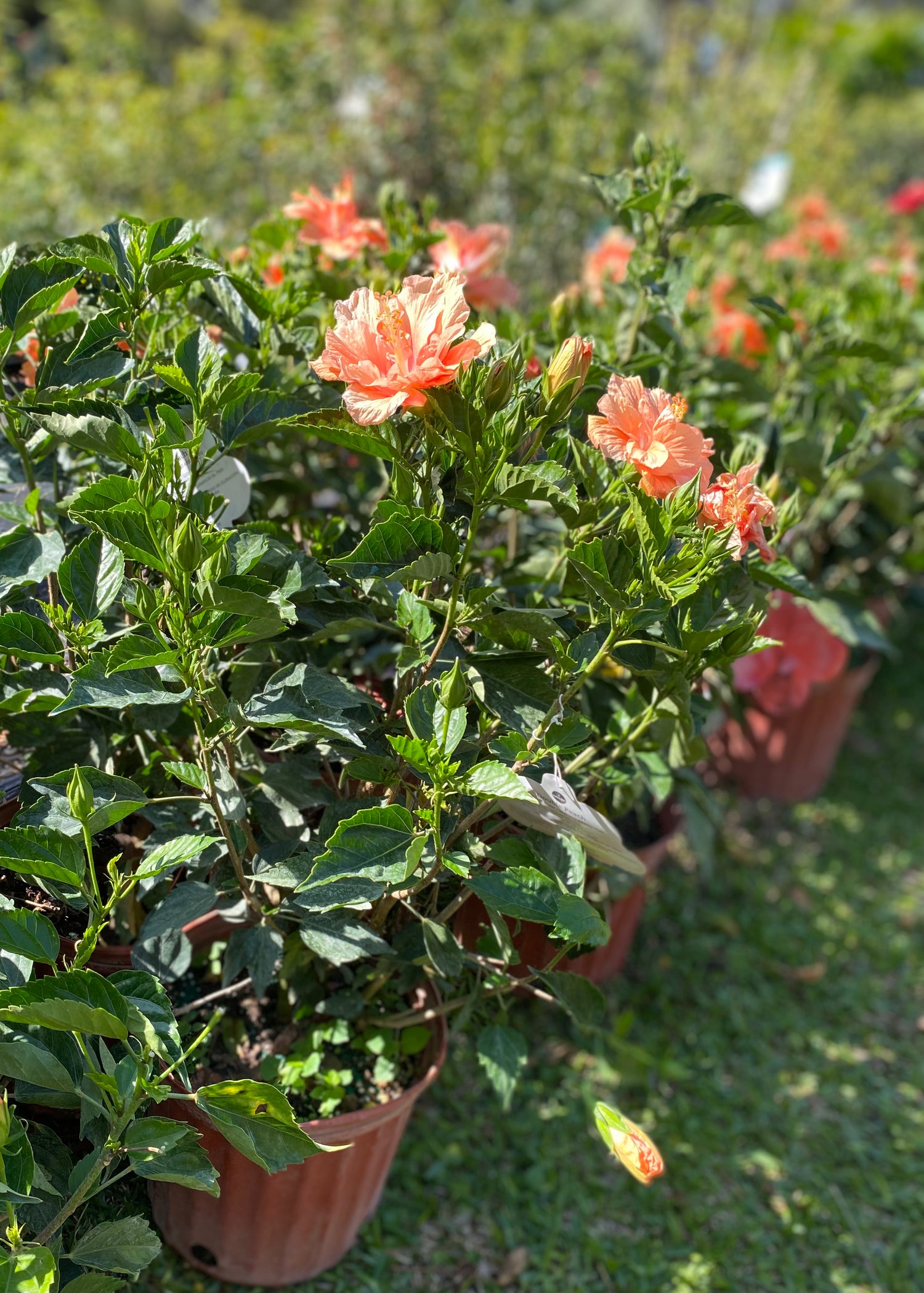 Double Peach Hibiscus Bush