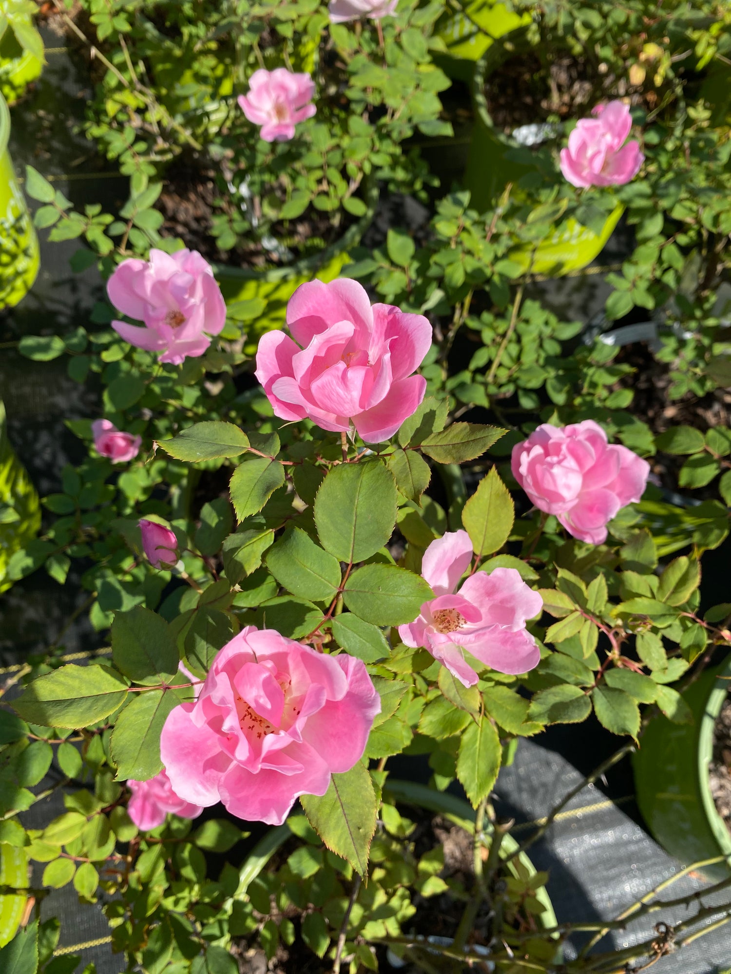 Blushing Knockout Rose Bush