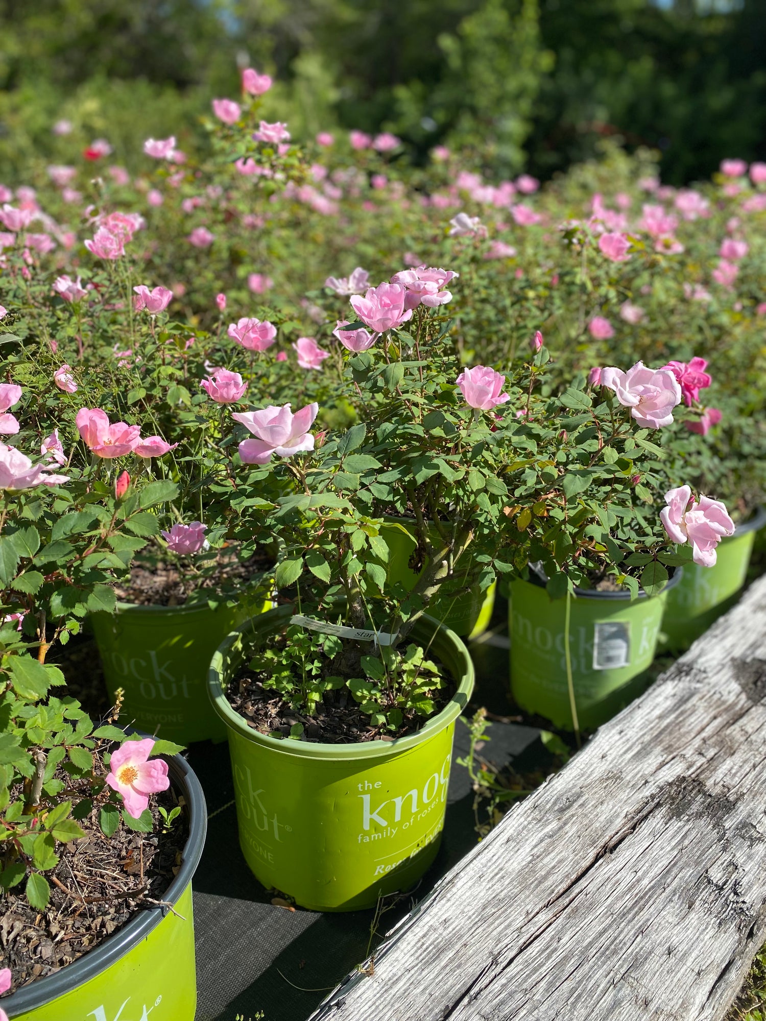 Blushing Knockout Rose Bush