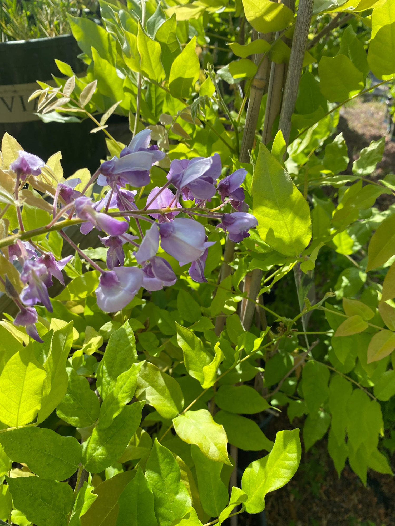Okayama Japanese Wisteria