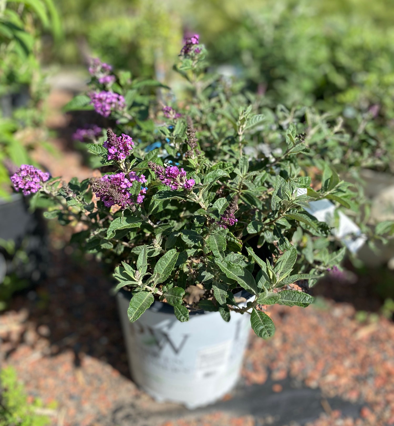 Butterfly Bush - Pugster Periwinkle