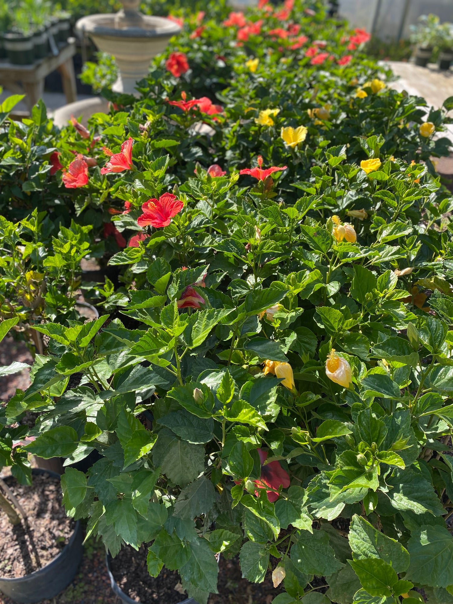 Hibiscus Topiaries - Assorted Colors