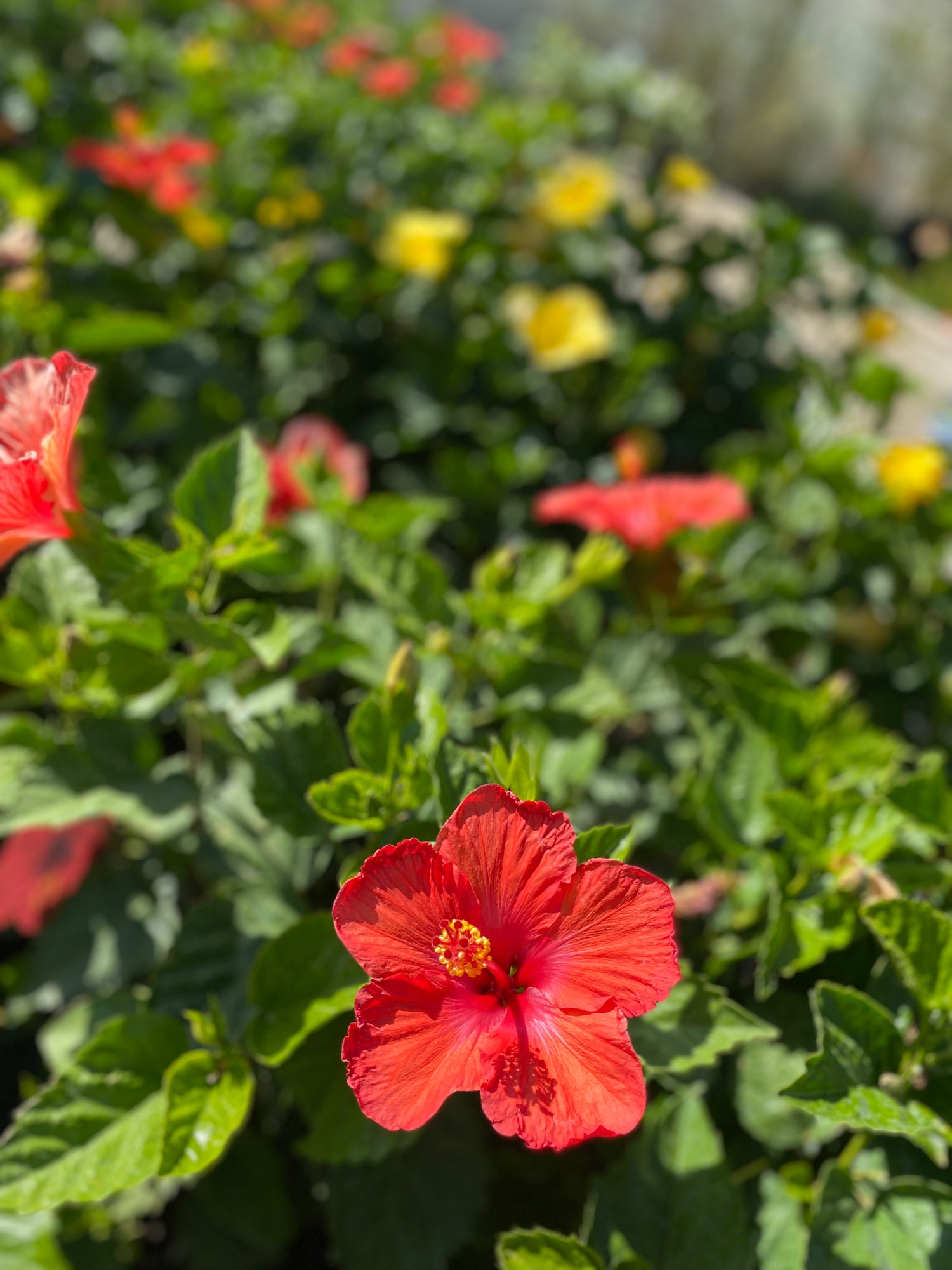 Hibiscus Topiaries - Assorted Colors