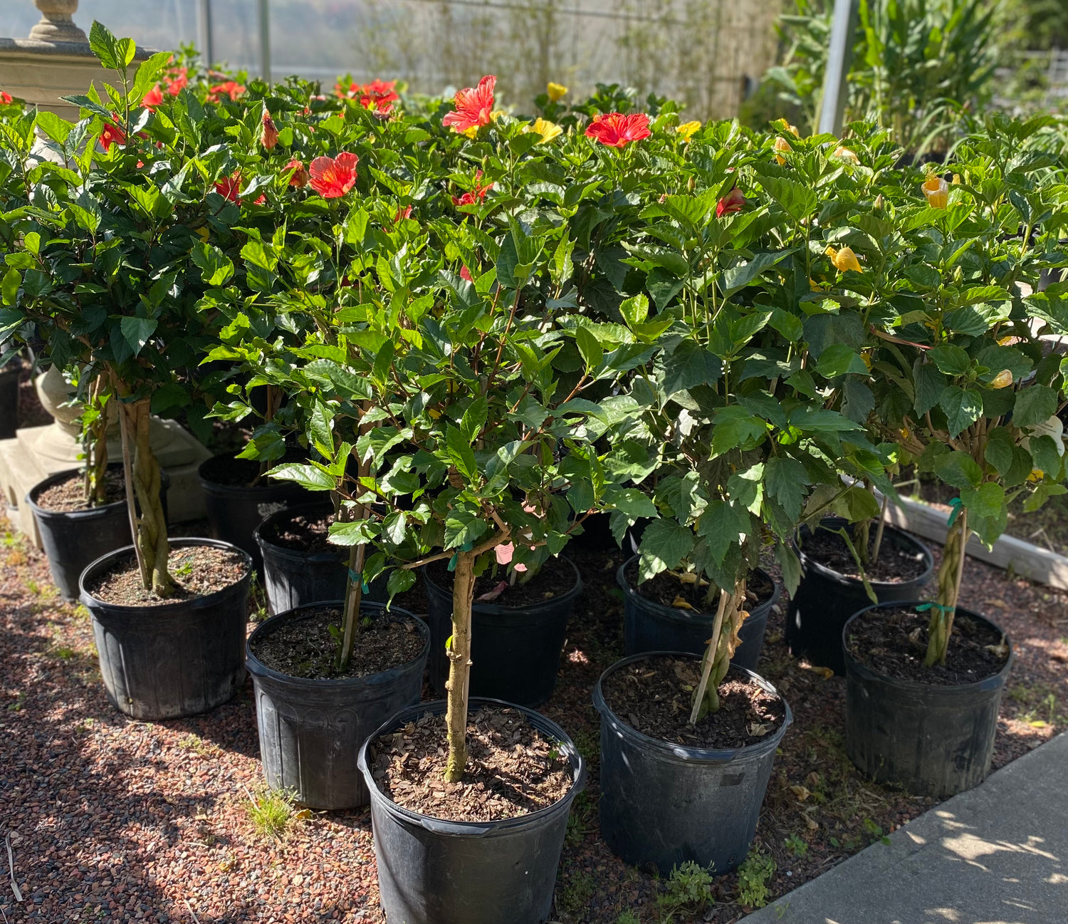 Hibiscus Topiaries - Assorted Colors