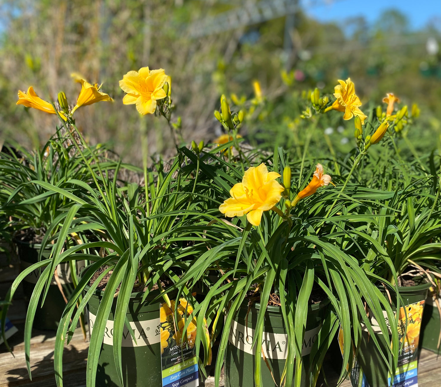 Stella De Oro Dwarf Daylily