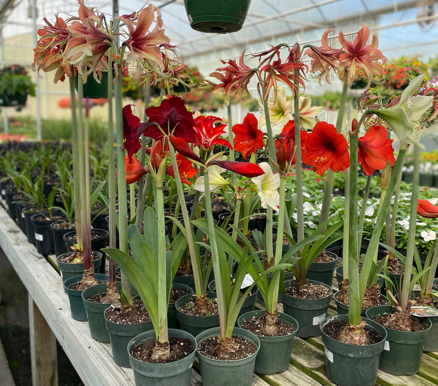 Potted Amaryllis - Assorted Blooms