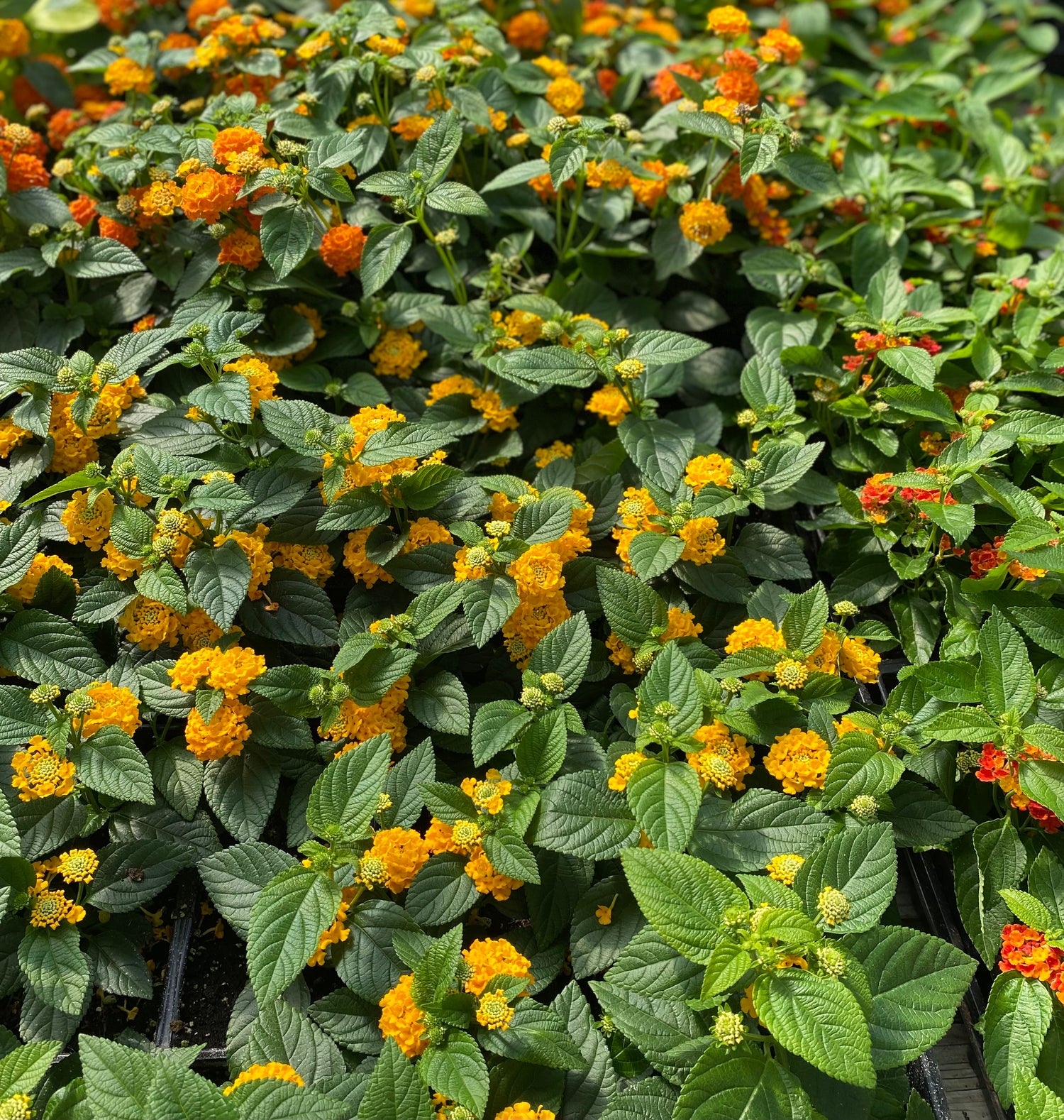 Lantana