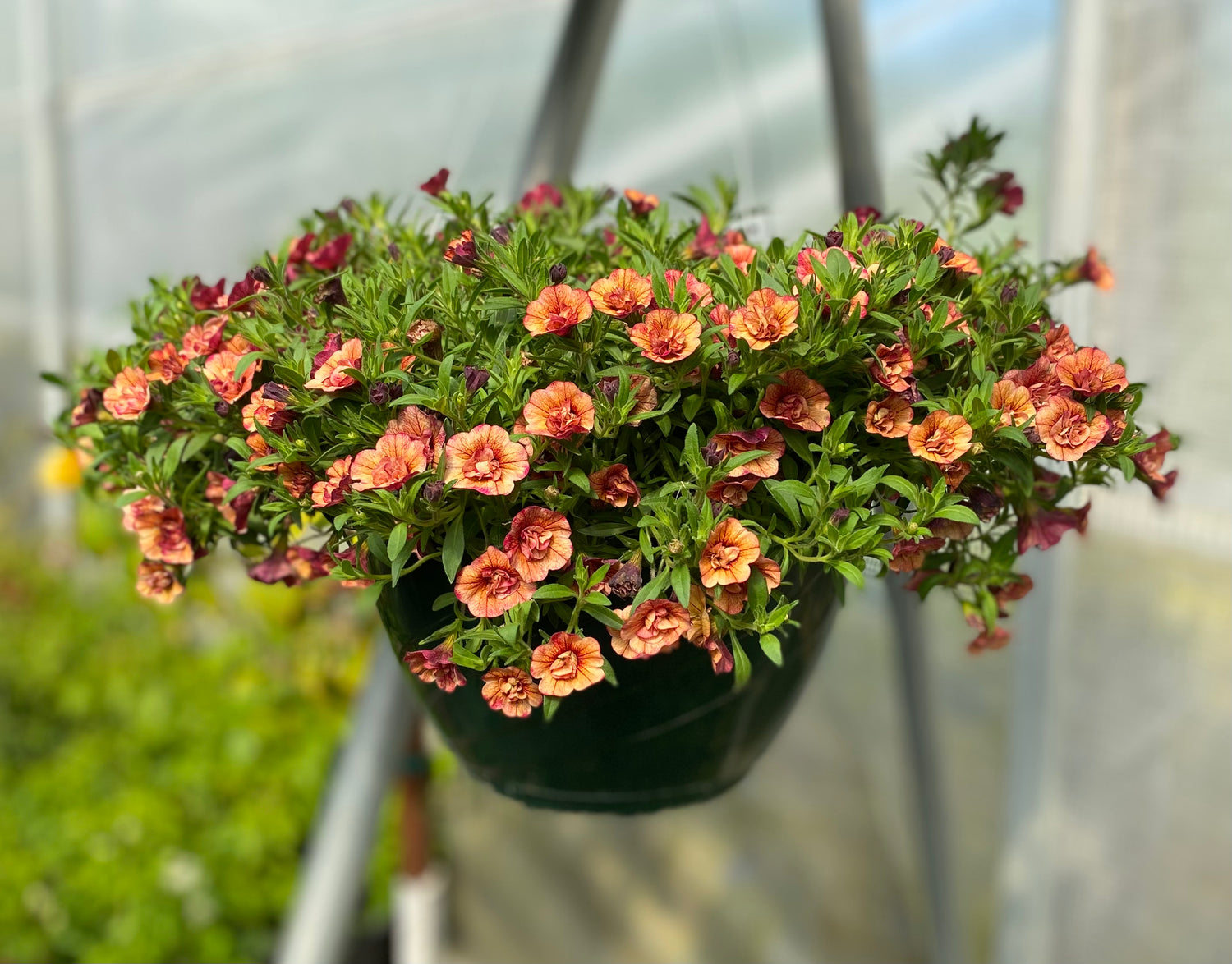 Superbells Double Vintage Coral - Calibrachoa Hybrid