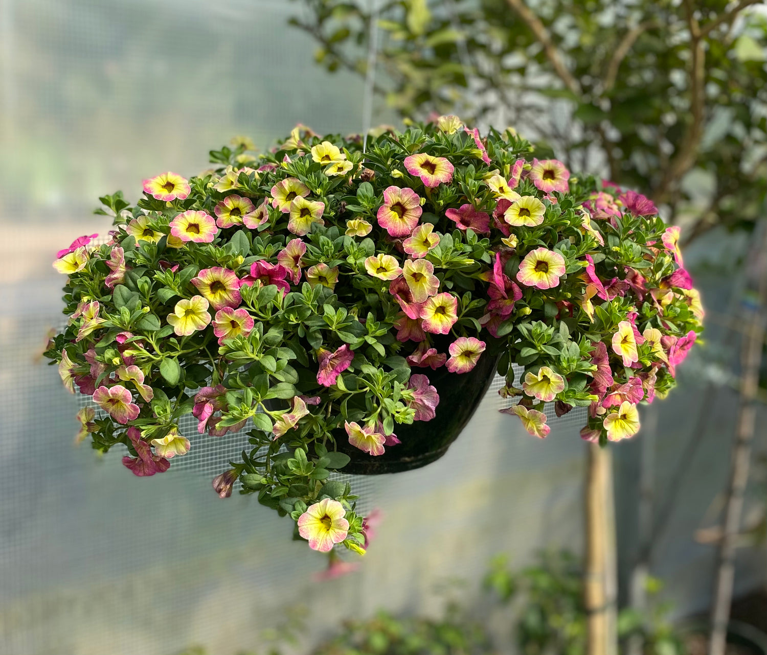 Superbells Magic Pink Lemonade - Calibrachoa Hybrid