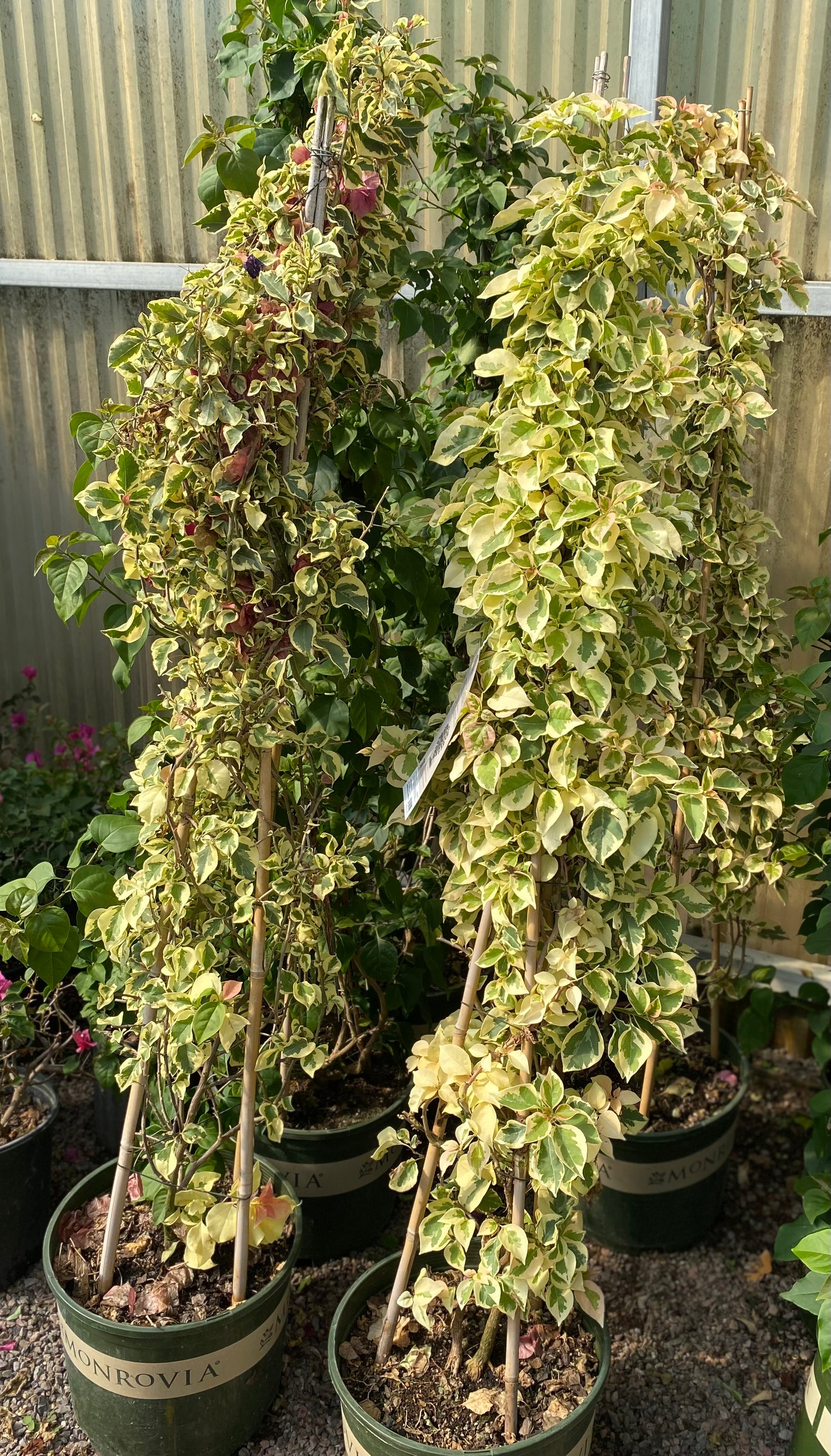 Raspberry Ice Bougainvillea