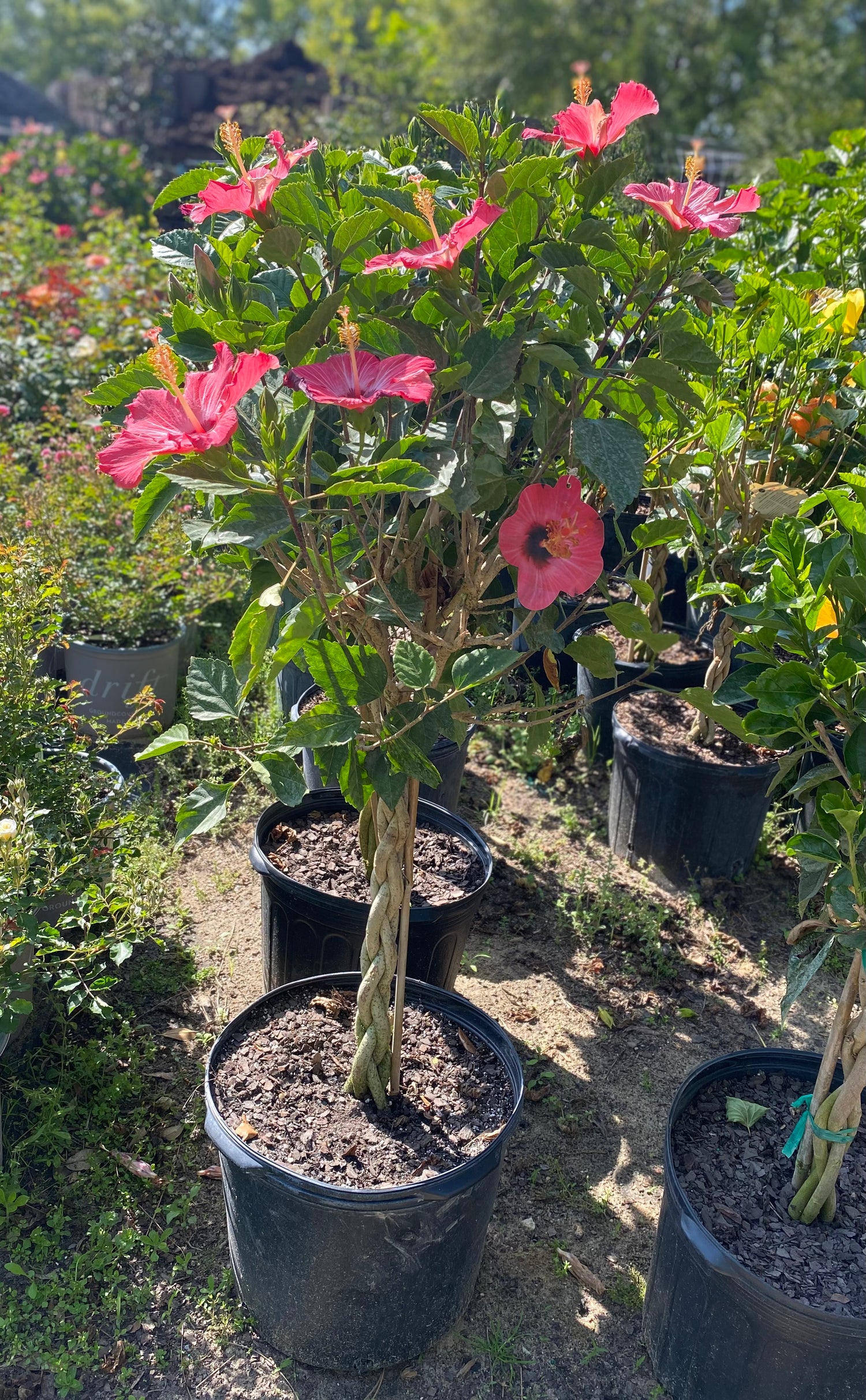 Braided Hibiscus Topiary - Painted Lady Pink