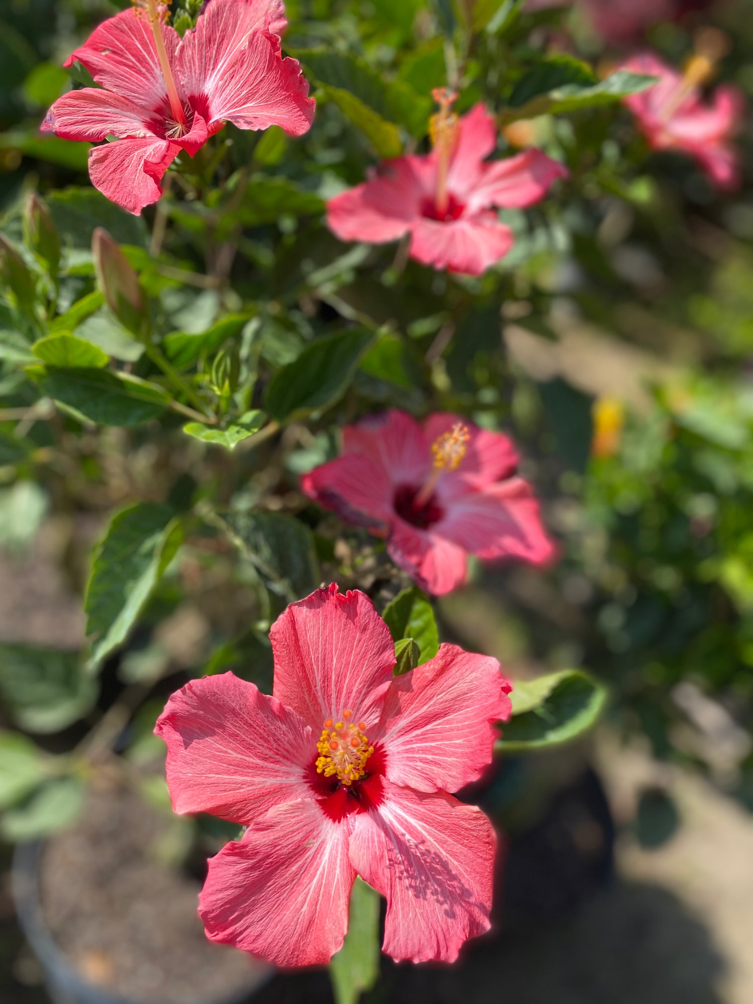 Braided Hibiscus Topiary - Painted Lady Pink