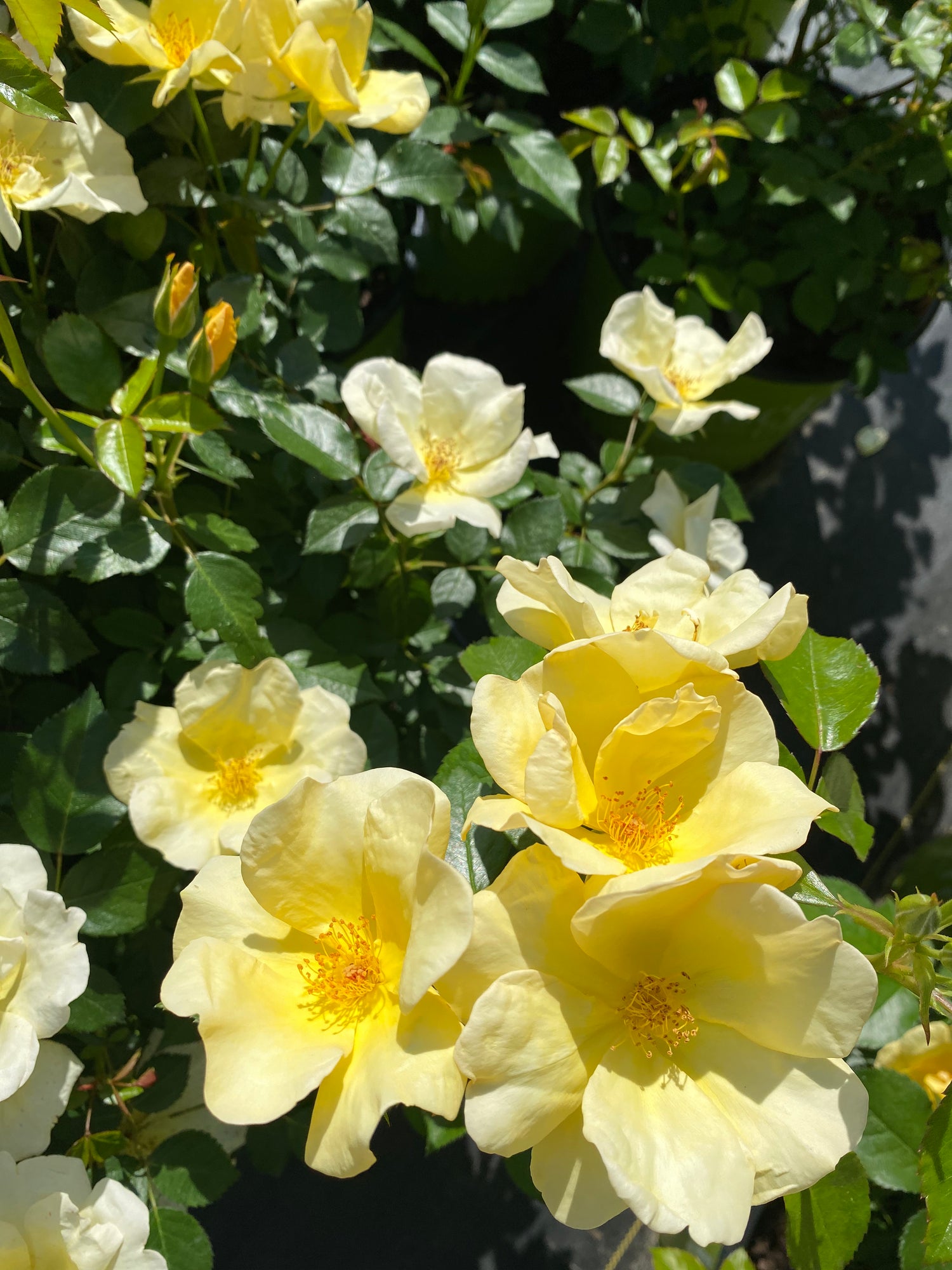 Knockout Roses - Michelangelo (Yellow)