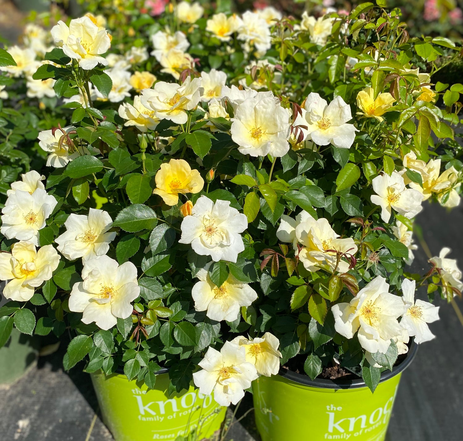 Knockout Roses - Michelangelo (Yellow)