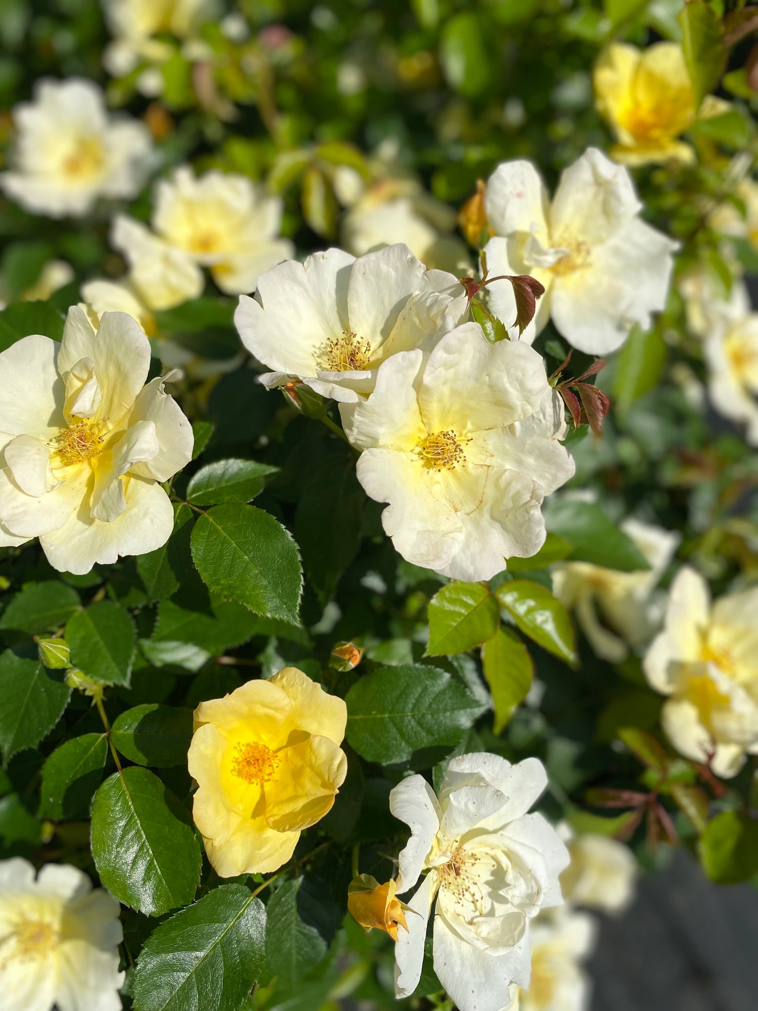 Knockout Roses - Michelangelo (Yellow)