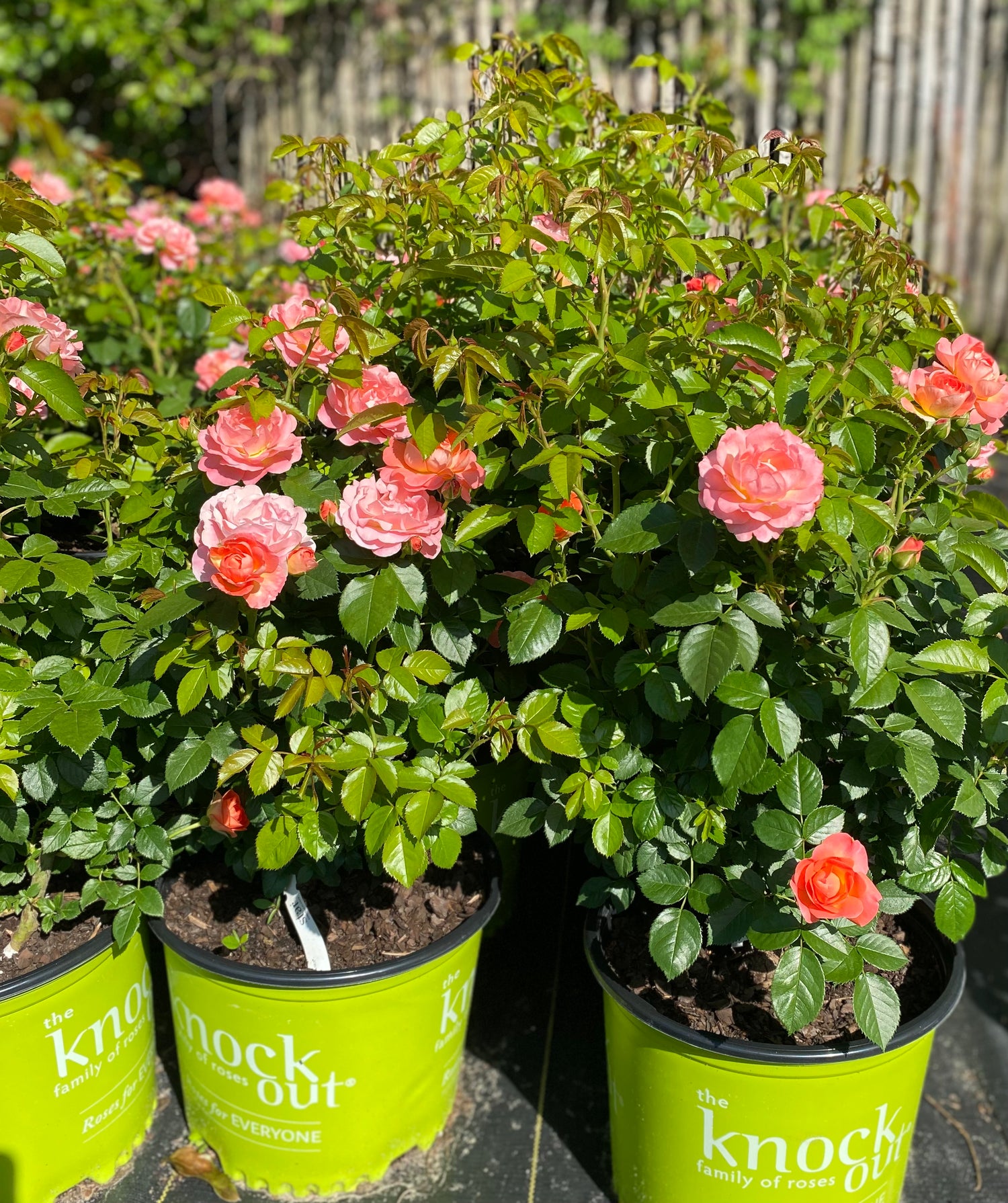 Knockout Roses - Orange