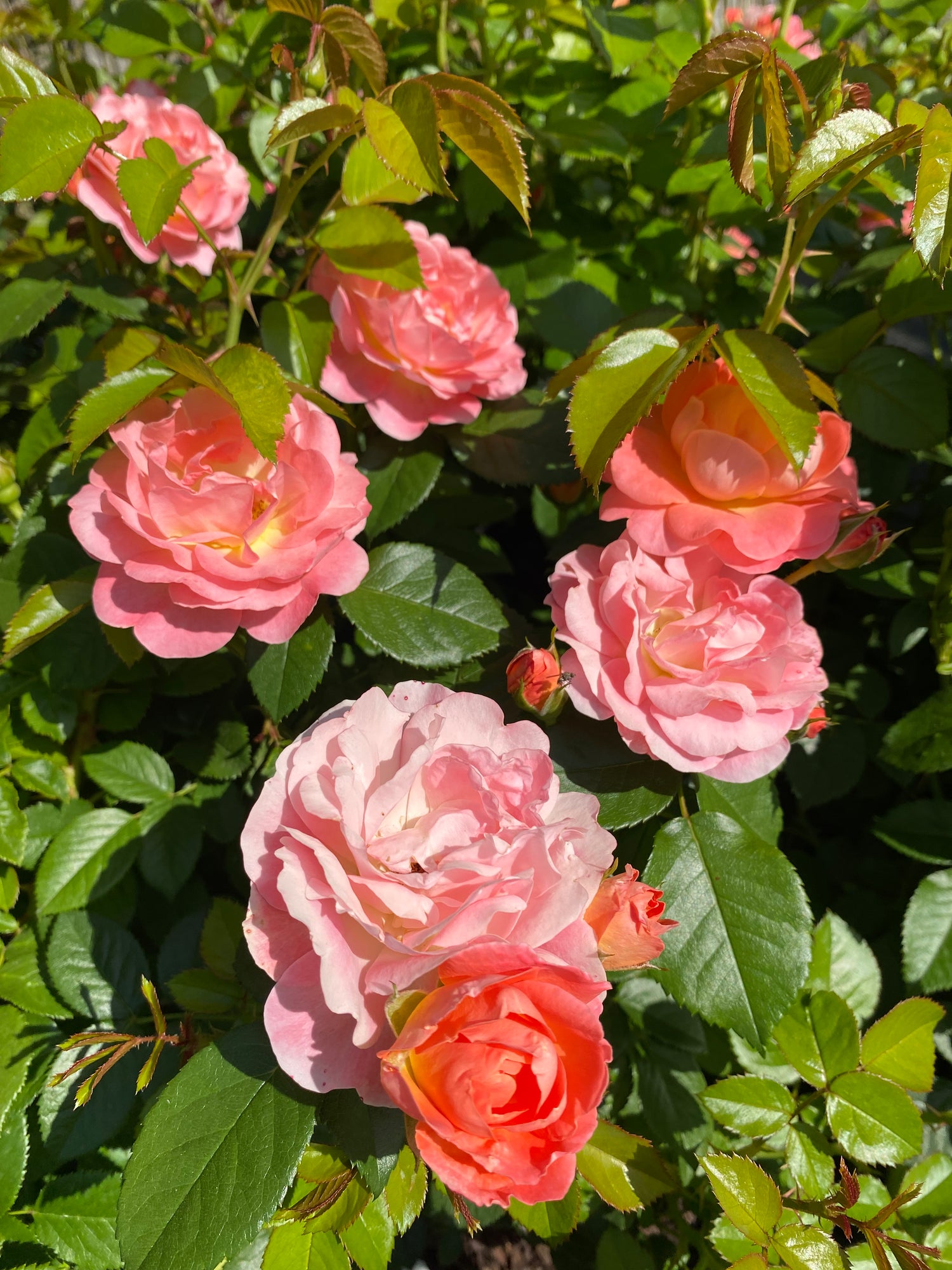 Knockout Roses - Orange