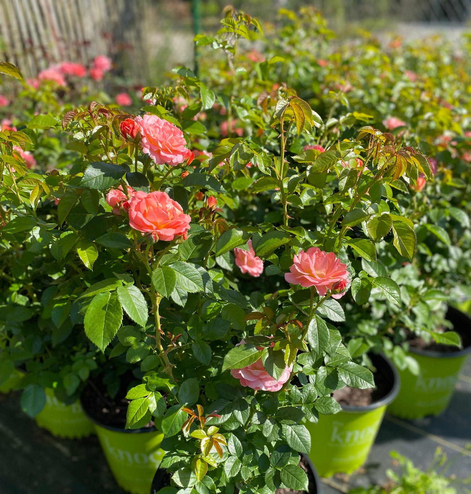 Knockout Roses - Orange
