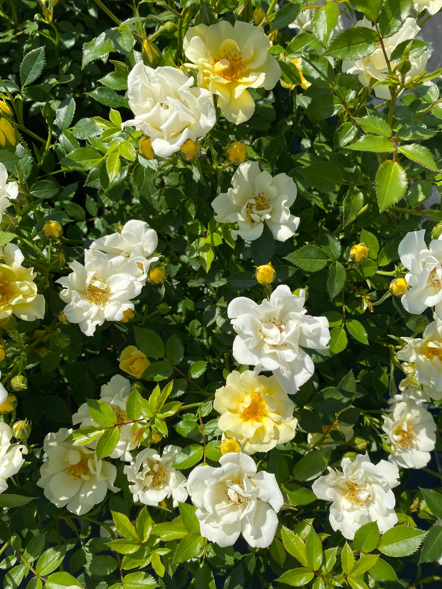 Roses - Lemon Drift