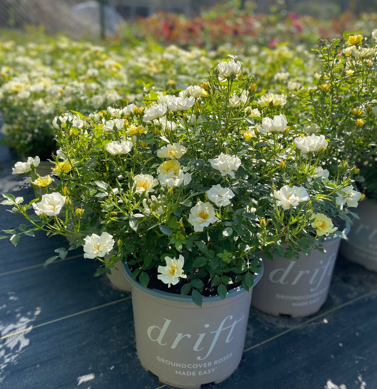 Roses - Lemon Drift