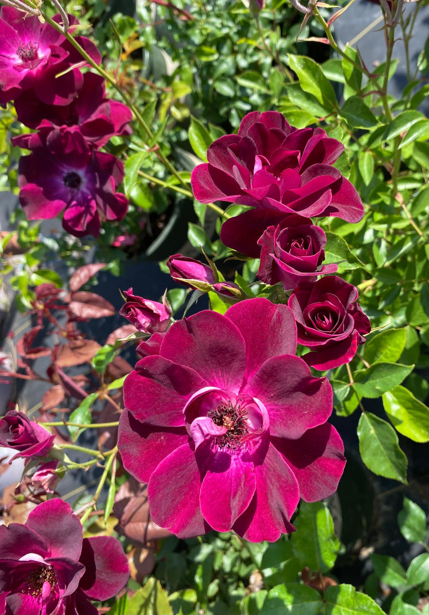 Rose Bush - Burgundy Iceberg