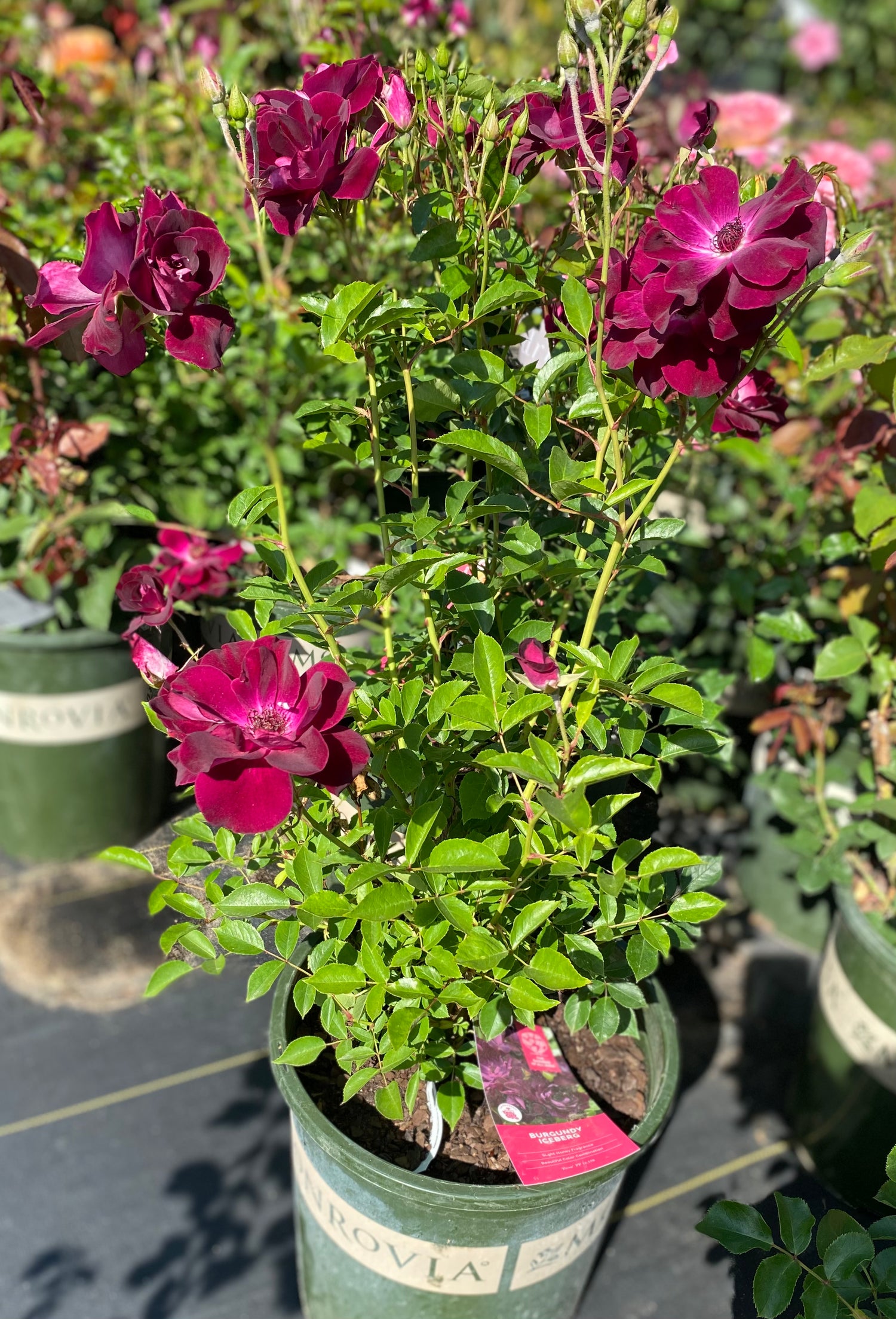 Rose Bush - Burgundy Iceberg