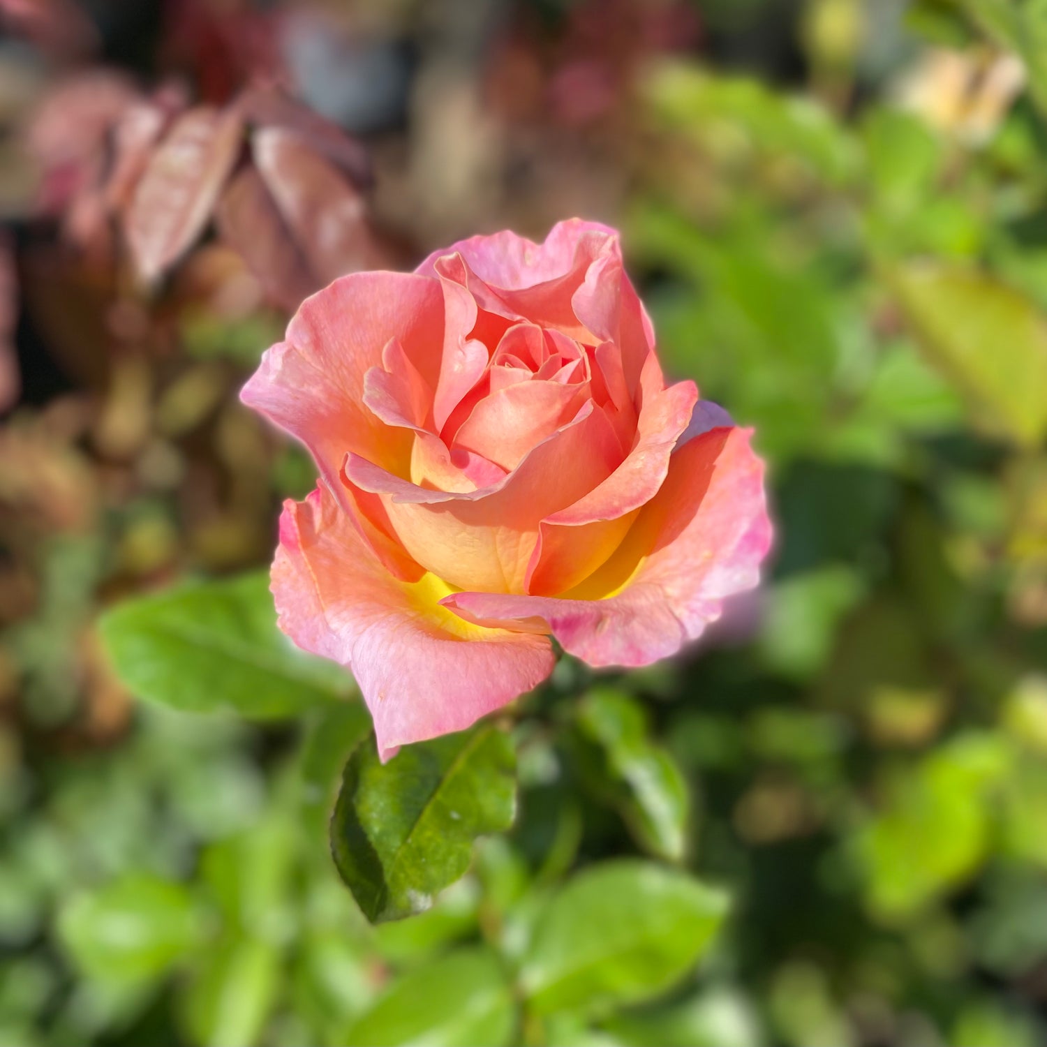 Rose Bush - Elle