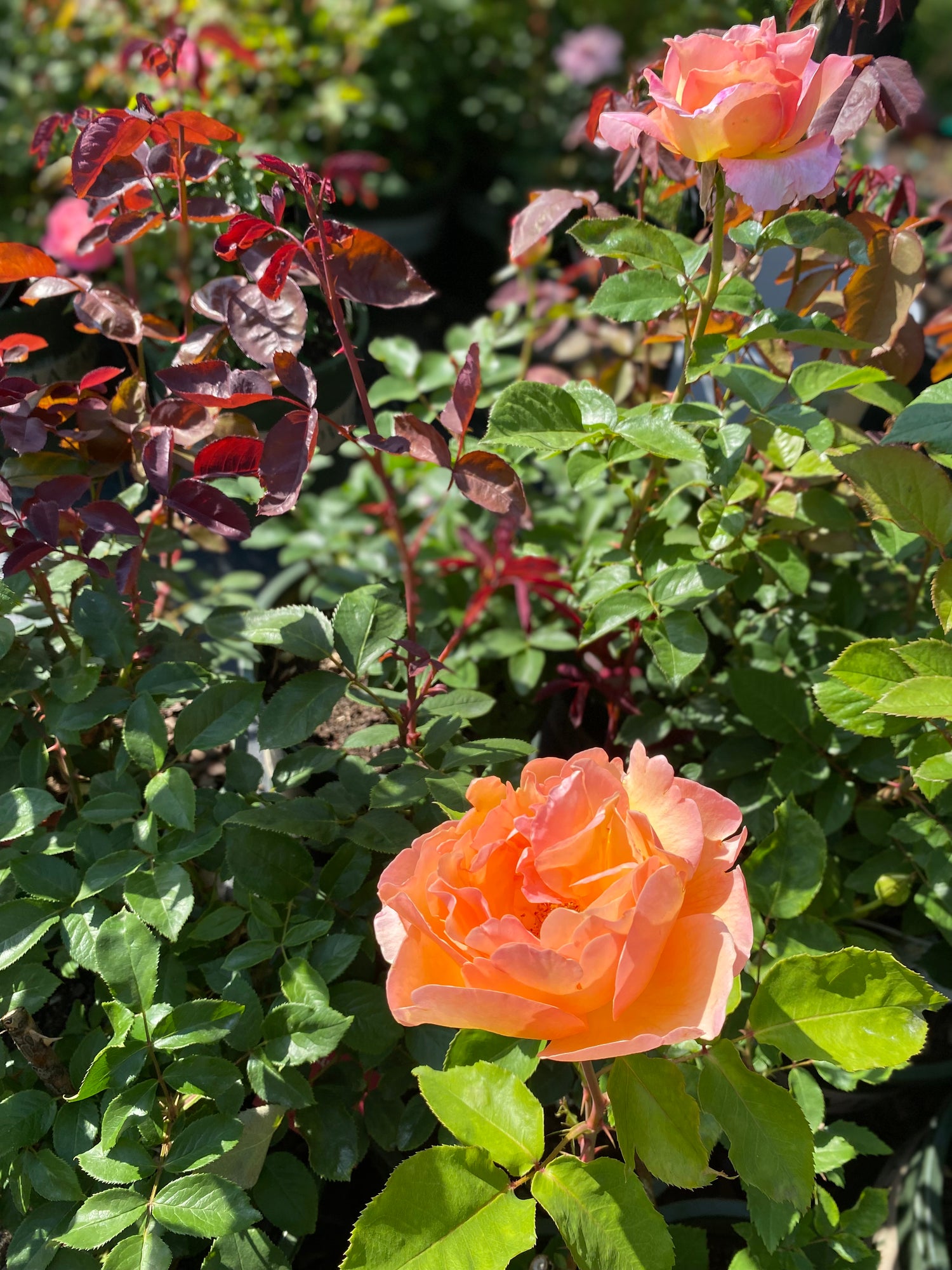 Rose Bush - Elle