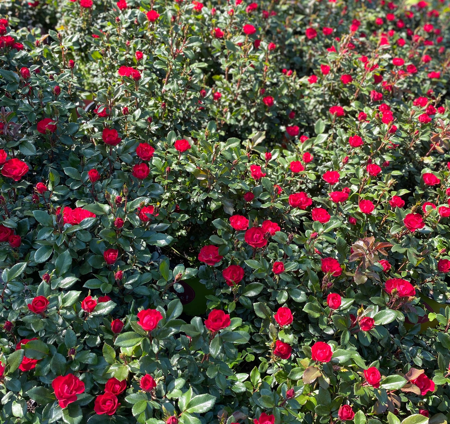 Petite Knock Out Rose Bush - Red