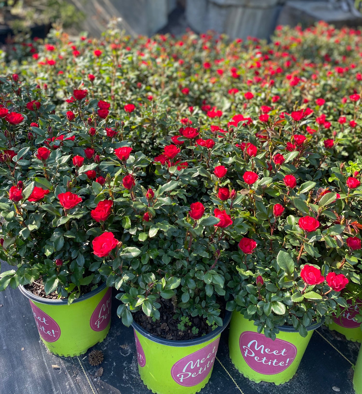 Petite Knock Out Rose Bush - Red