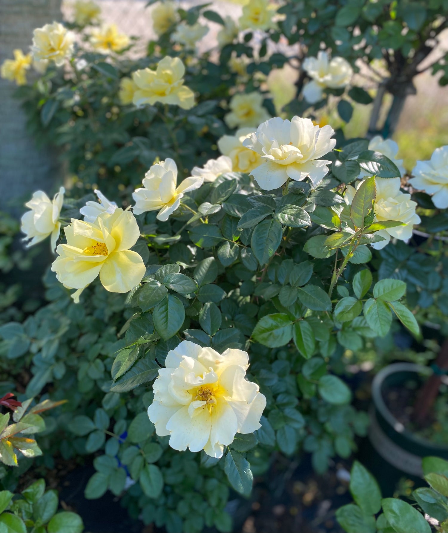 Grace N' Grit Yellow Rose Topiary