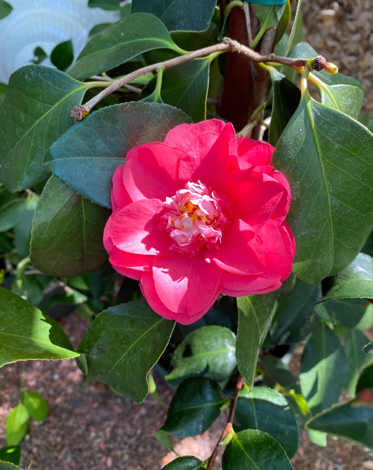 Camellia - Chandleri Elegans Variegated